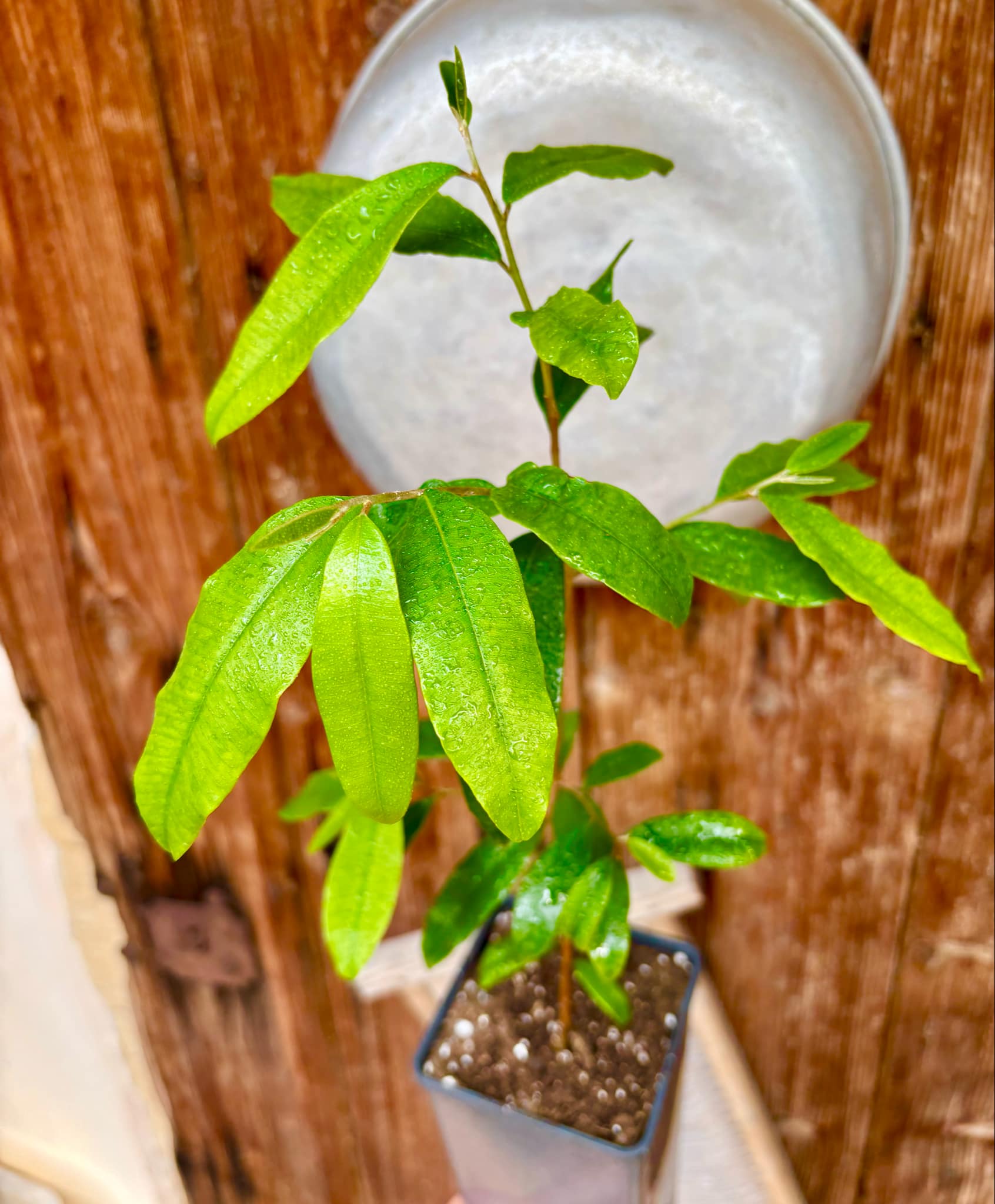 Marsypopetalum littorale - 1 potted plant / 1 getopfte Pflanze Marsypopetalum littorale - 1 potted plant / 1 getopfte Pflanze