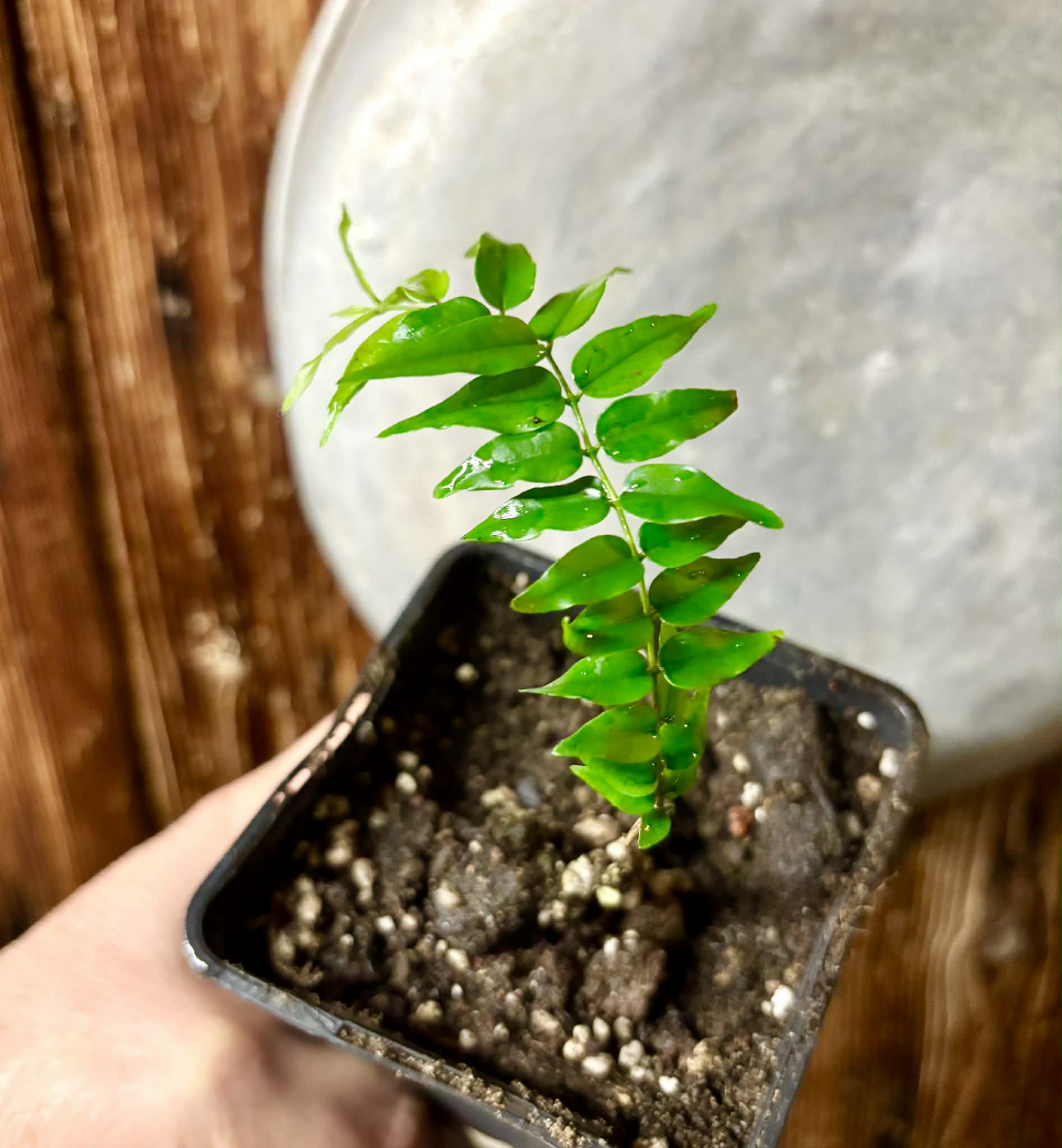 Myrciaria sp Joinville - 1 potted plant / 1 getopfte Pflanze