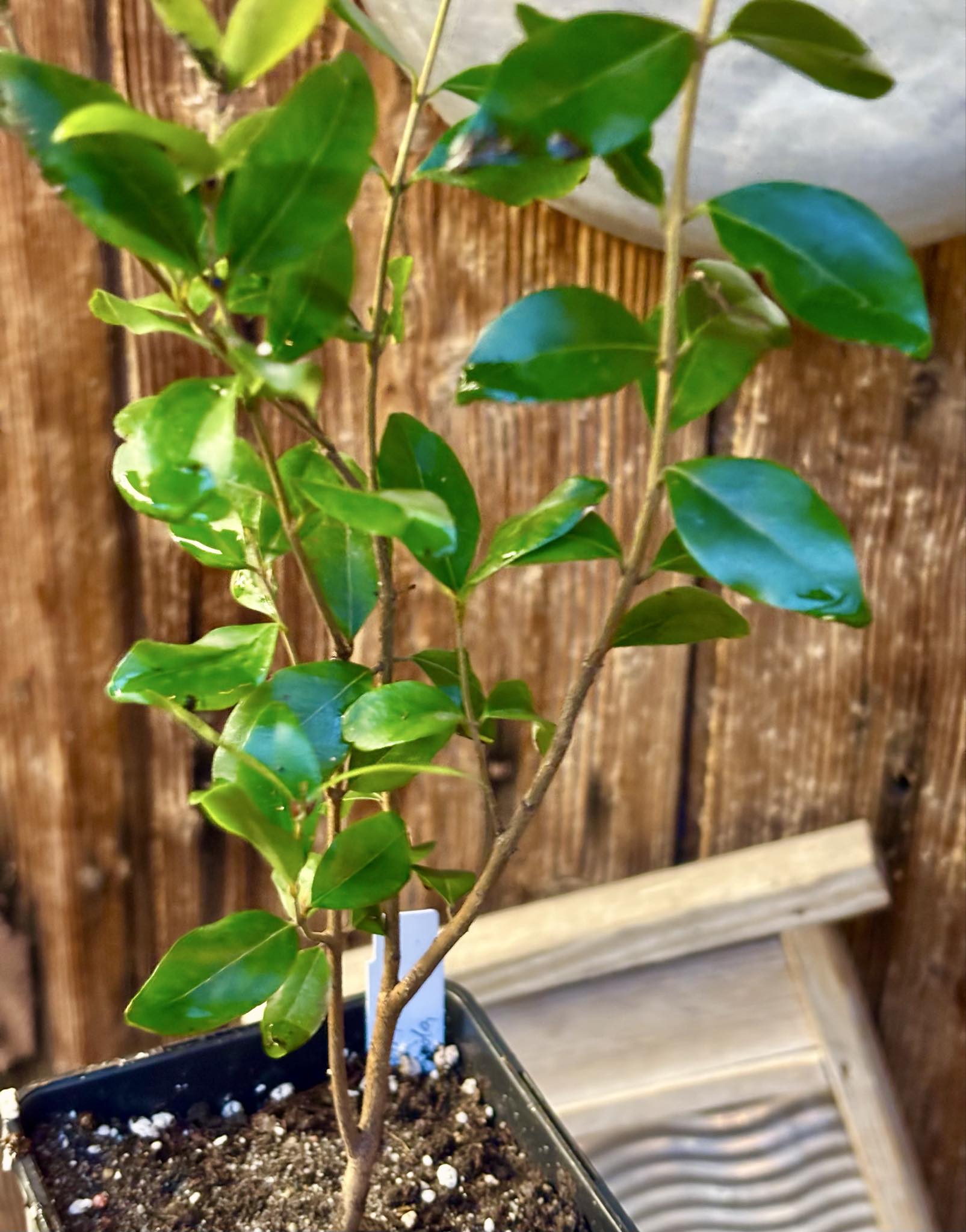  three years old - Eugenia repanda - 1 potted plant / 1 getopfte Pflanze