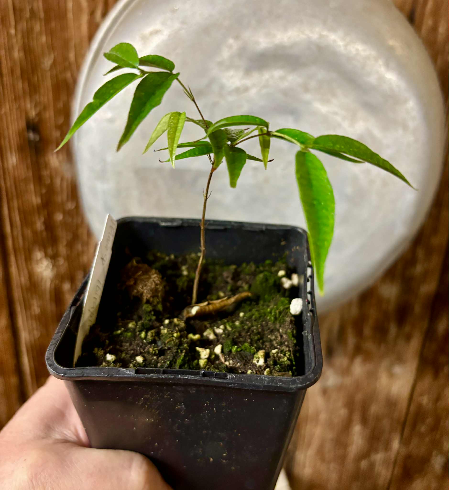 Plinia sp Ibirapitanga -  1 fresh potted seedling / 1 frisch getopfter Sämling