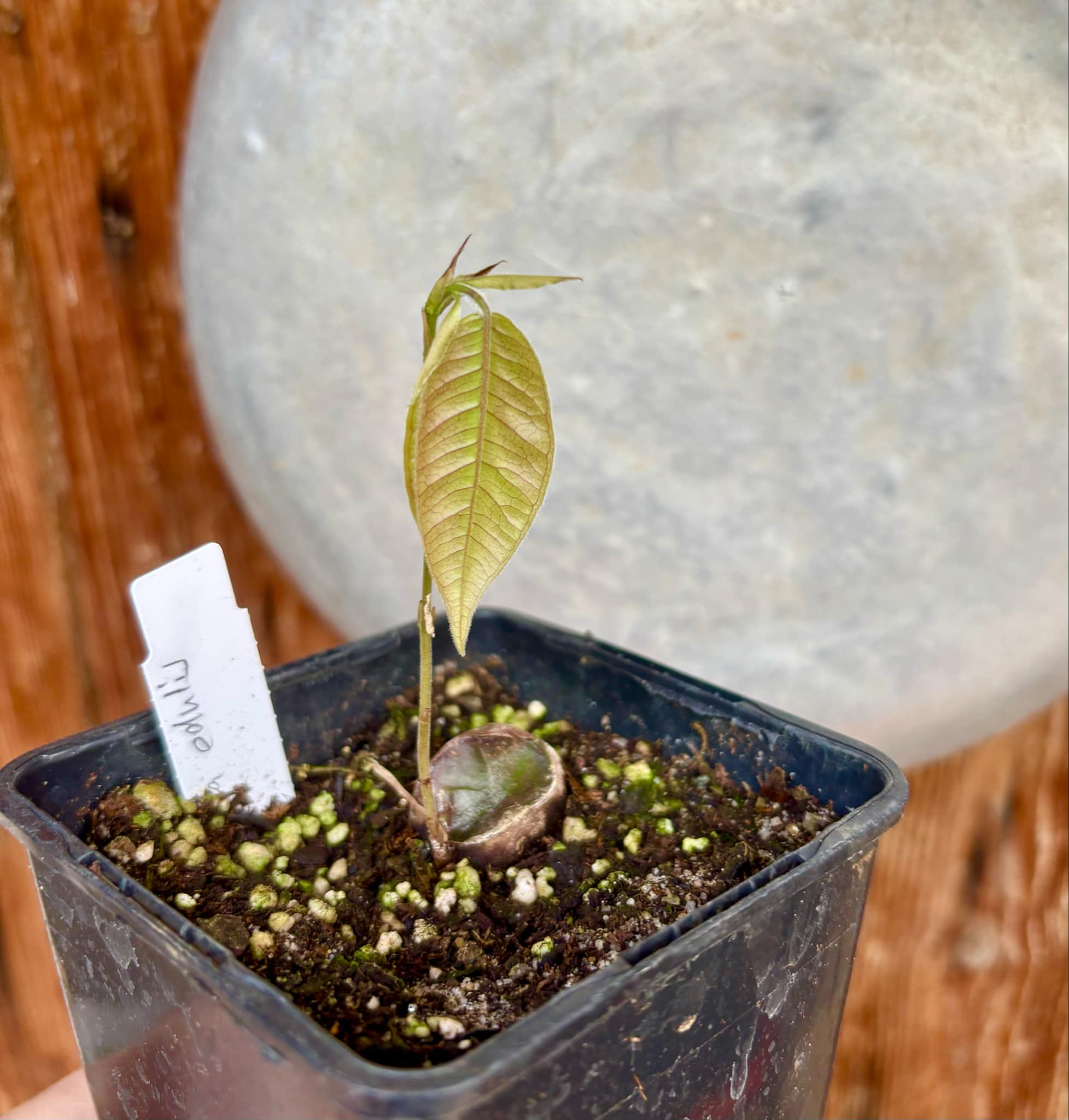 Plinia edulis - 1 small potted seedling / 1 kleiner, getopfter Sämling