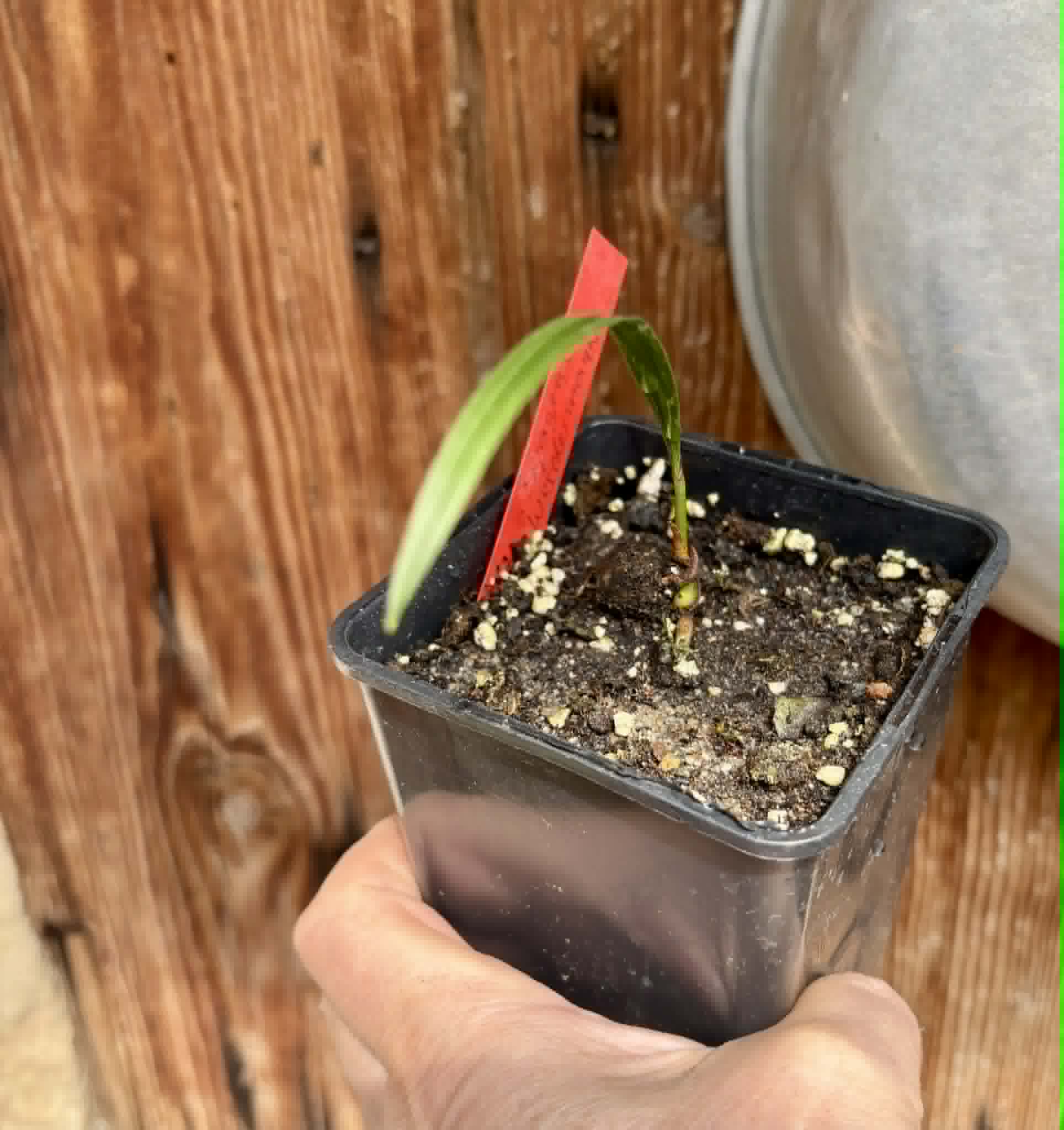 Coco de Raposa (Syagrus werdermannii) -  1 potted plant / 1 getopfte Pflanze