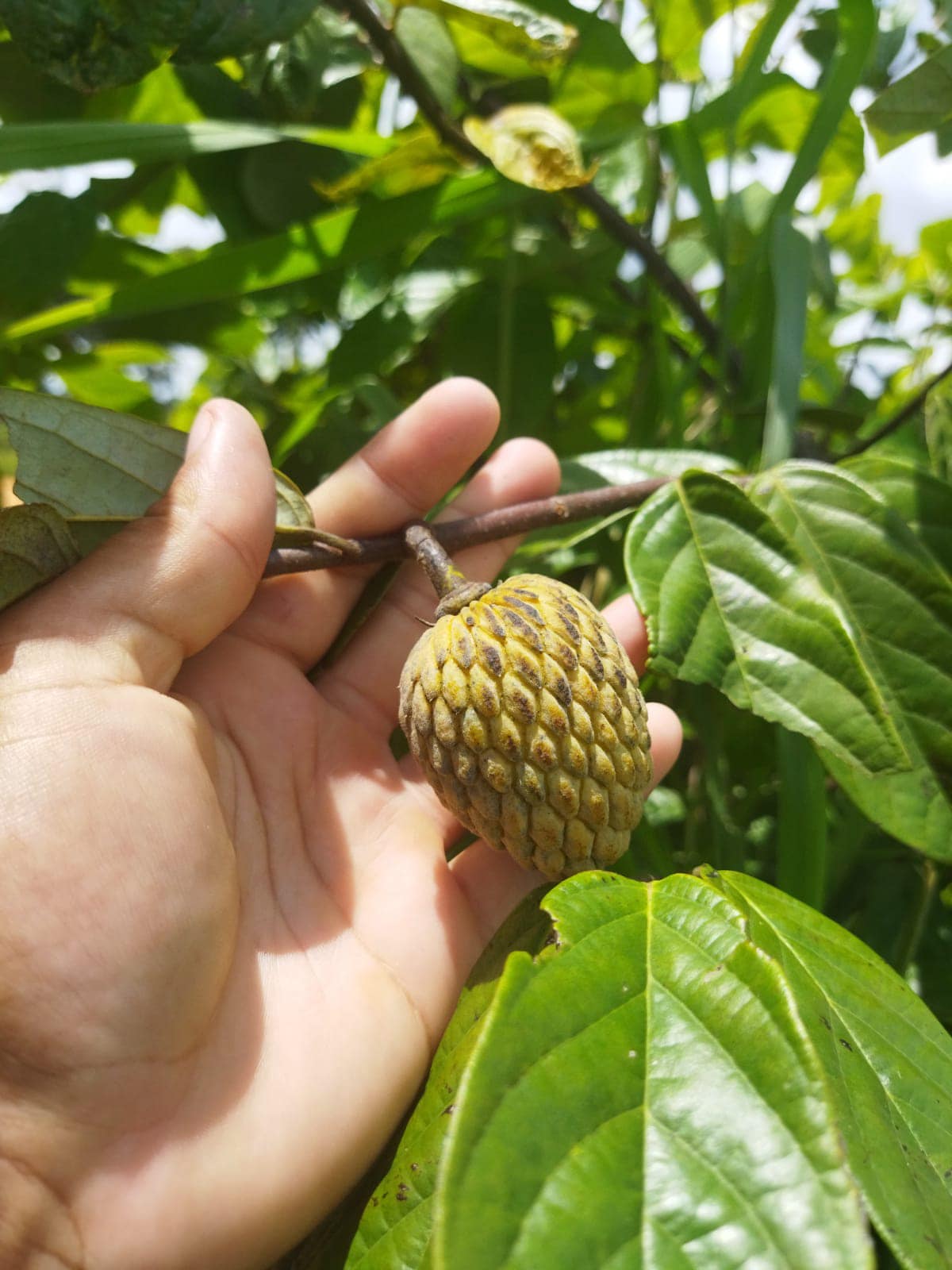 Annona sp. floresta amazônica  - 1 potted plant / 1 getopfte Pflanze