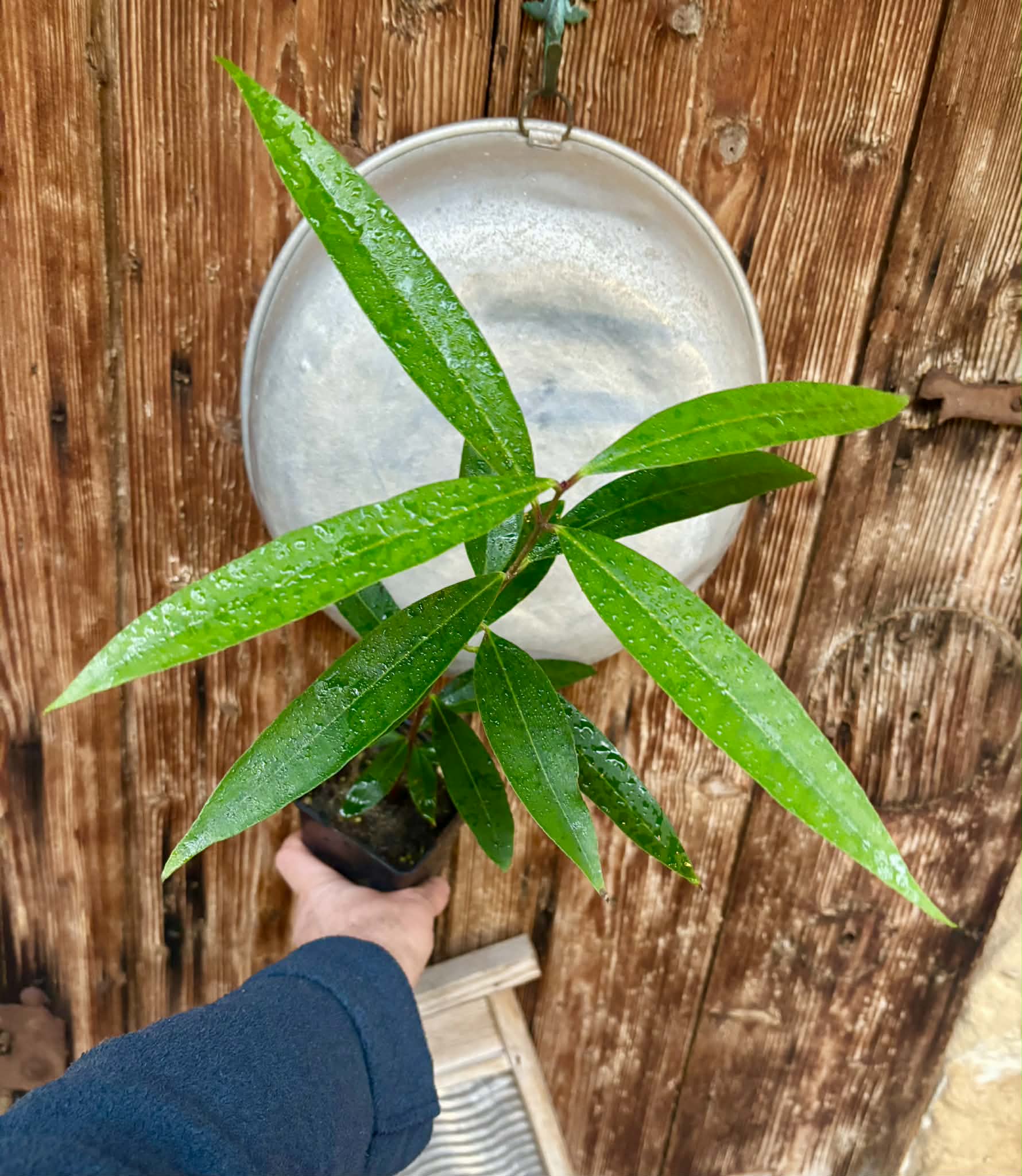 Eugenia sp Jambo da Mata -  1  potted seedling / 1 getopfter Sämling