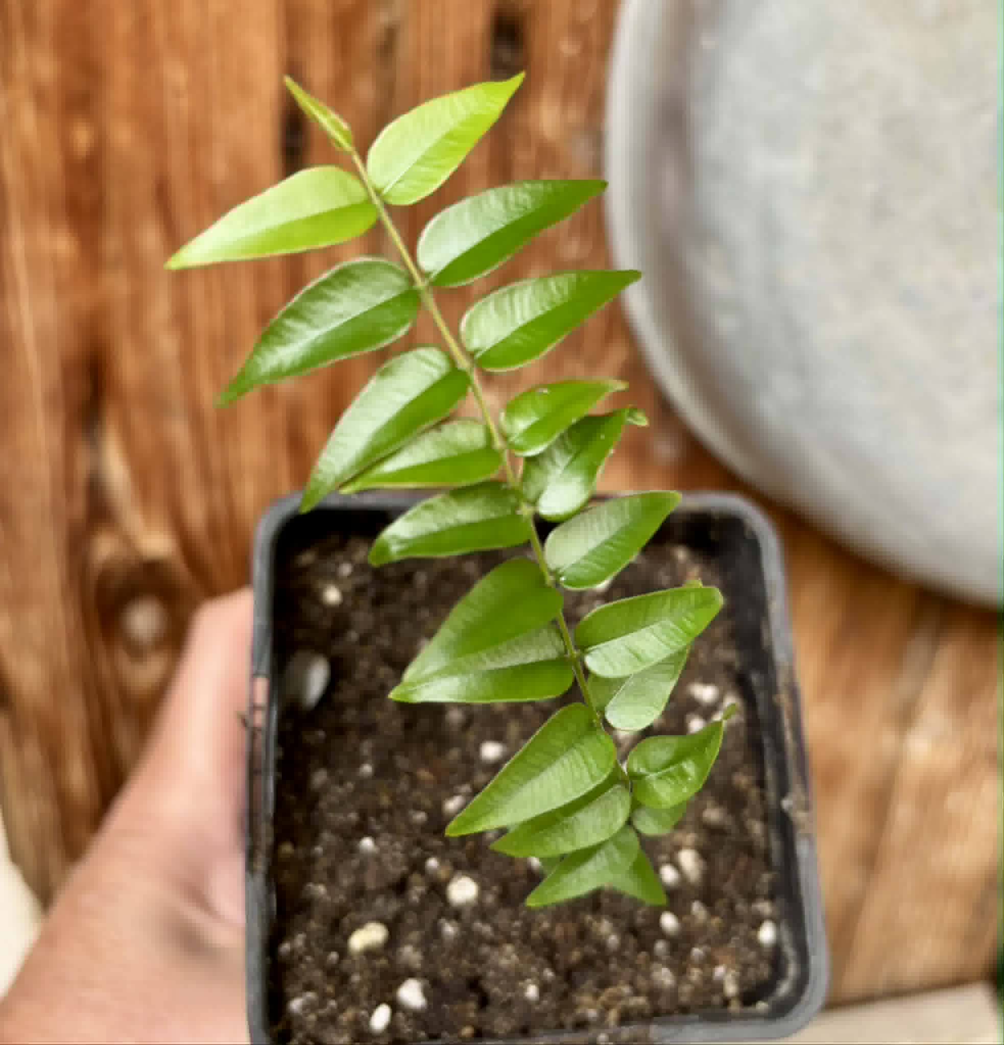 Myrciaria sp Maruim - 1 potted seedling / 1 getopfter Sämling