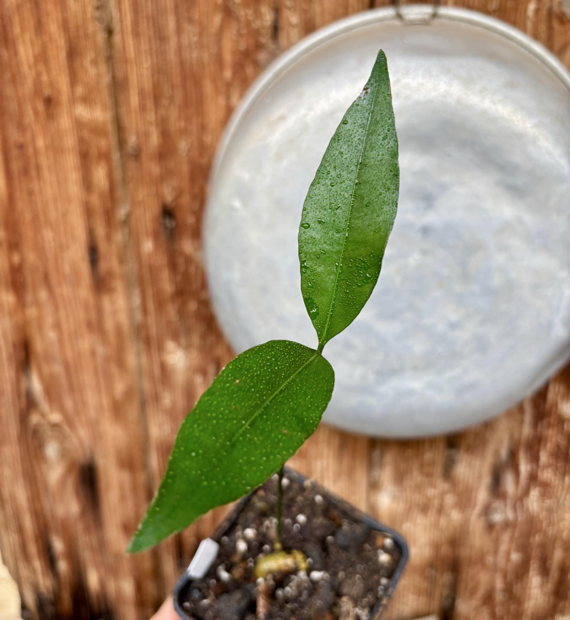 Garcinia macrophylla - 1 potted seedling / 1 getopfter Sämling