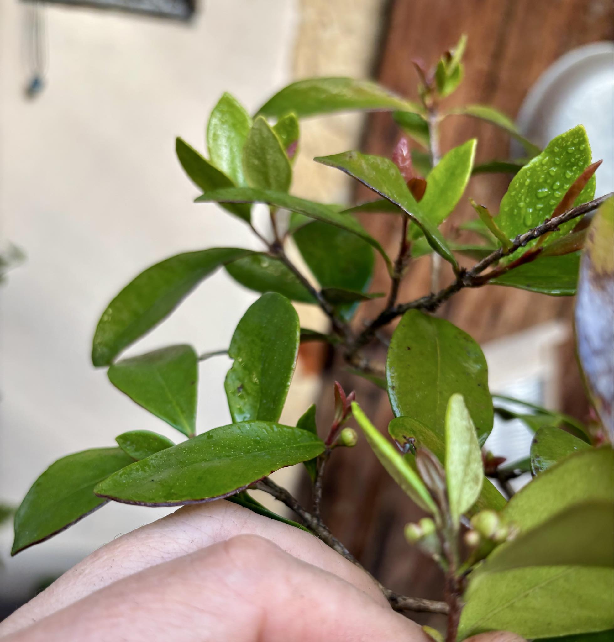 6 years old - Cedar Bay Cherry (Eugenia reinwardtiana) - 1 potted plant / 1 getopfte Pflanze