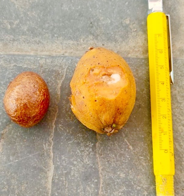 Eugenia umbrosa -  1 fresh seed / 1 frischer Samen