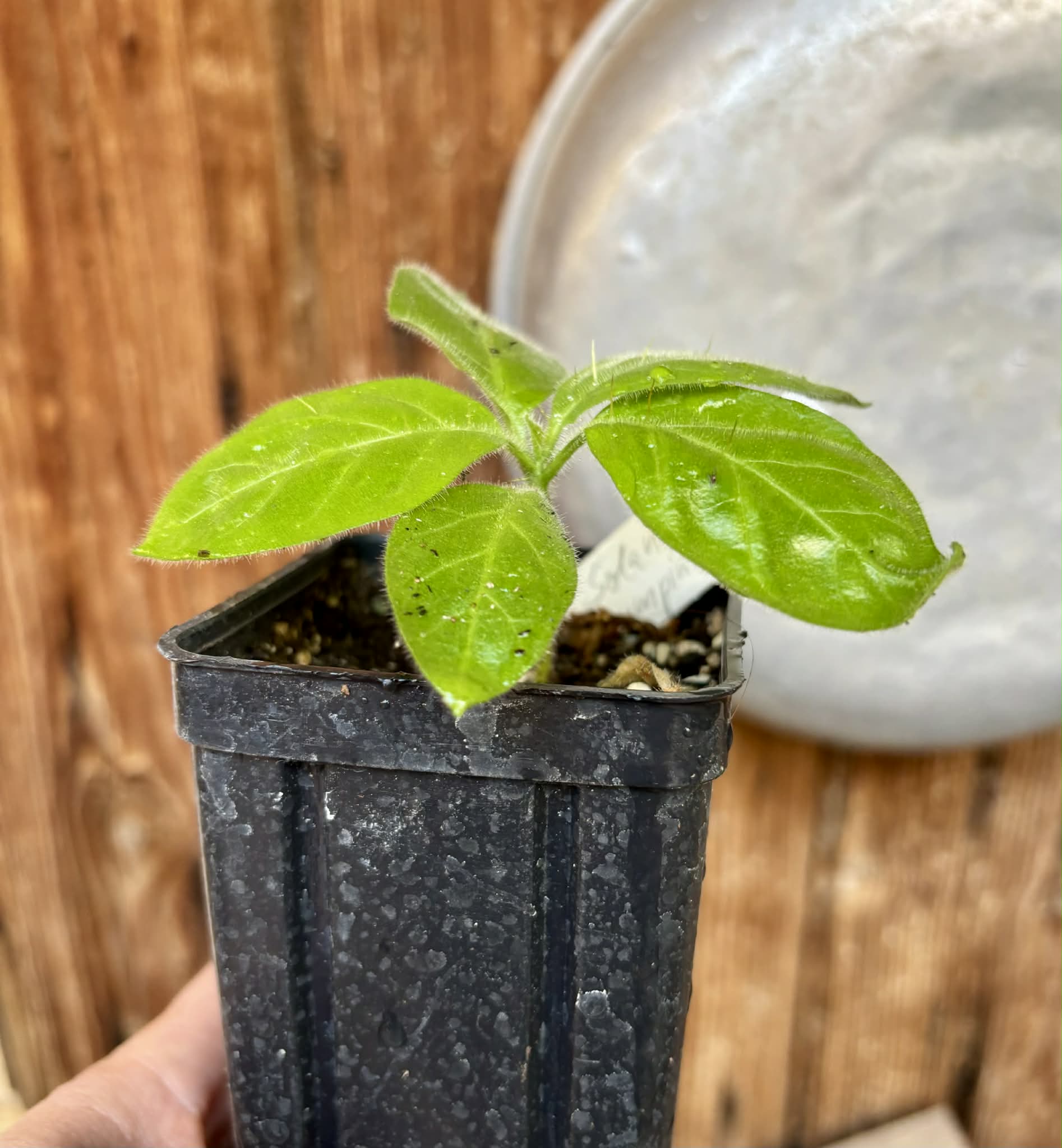 Solanum rumpincola - 1 small potted seedling / 1 kleiner, getopfter Sämling