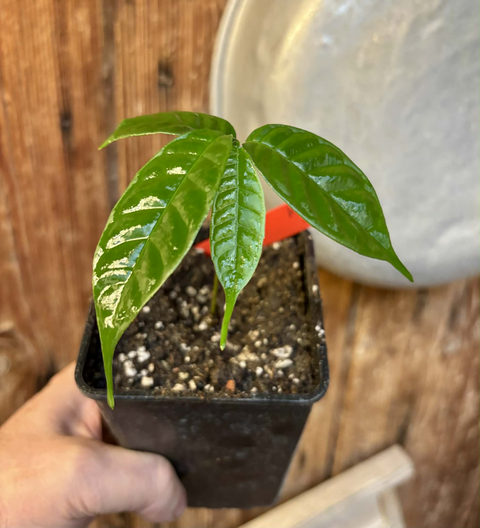 Kesusu (Prainea limpato) - 1 potted seedling / 1 getopfter Sämling