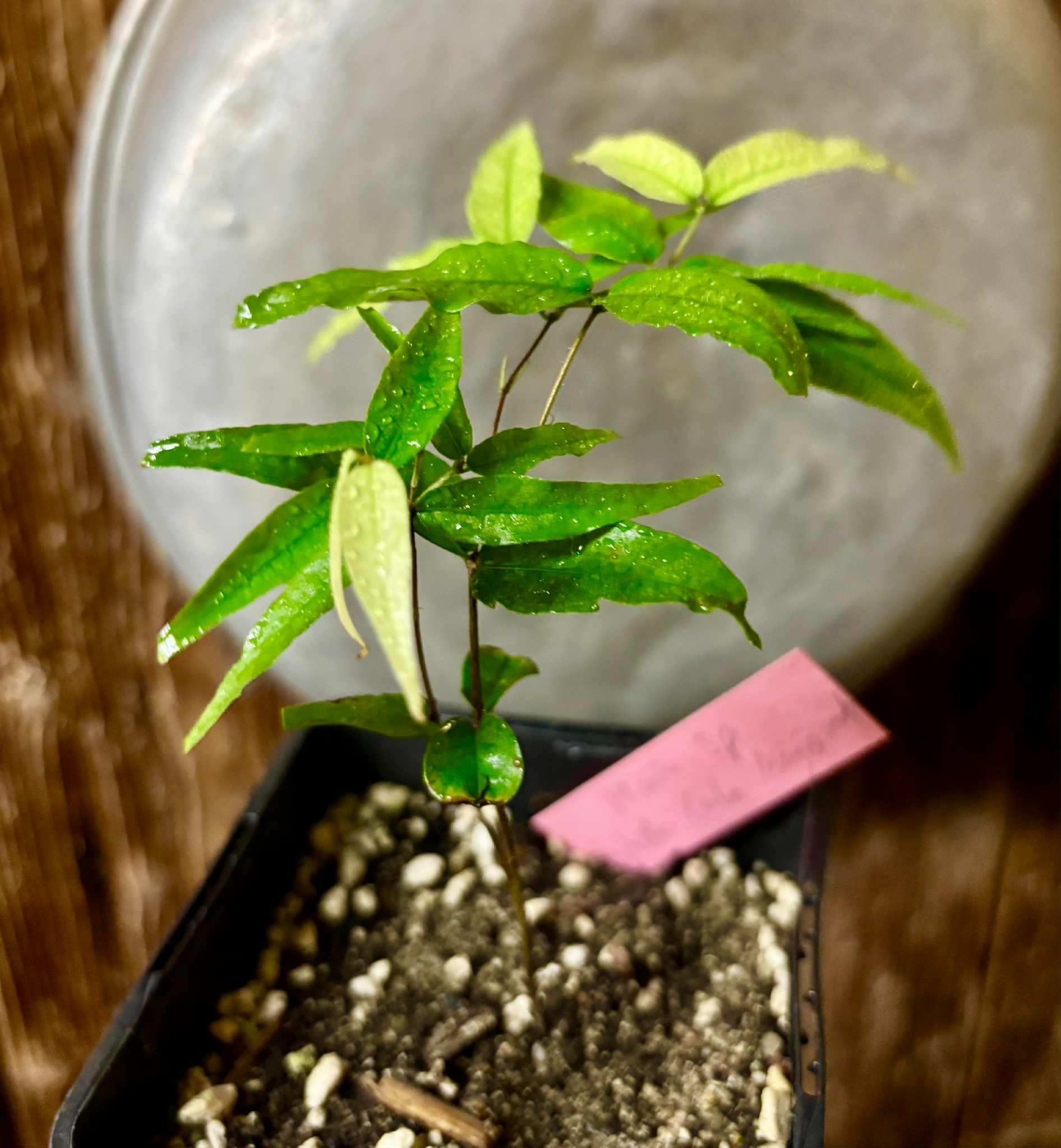 Jaboticaba - Plinia sp Rajada Cabo longo verde -  1 small potted seedling / 1 kleiner, getopfter Sämling