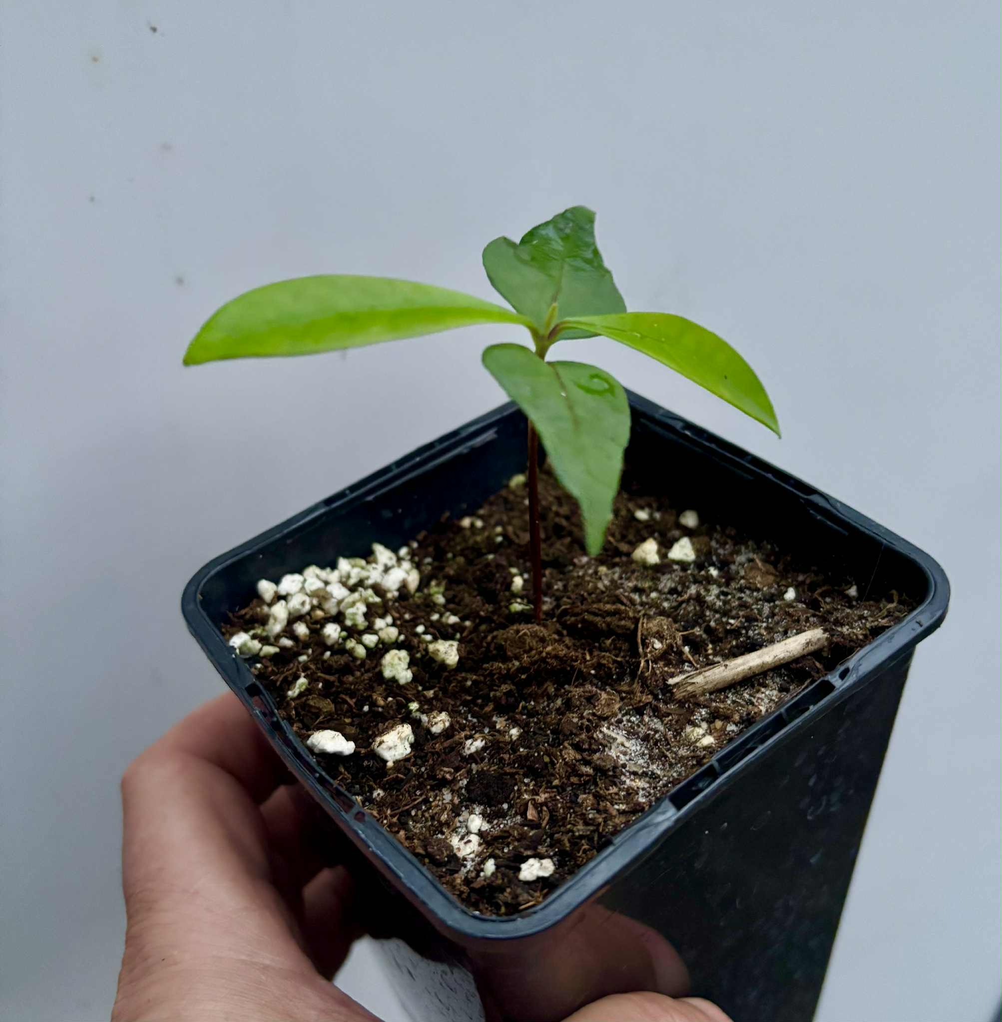 Myrcia sp Jaboticaba Bahia -  1 small potted seedling / 1 kleiner, getopfter Sämling