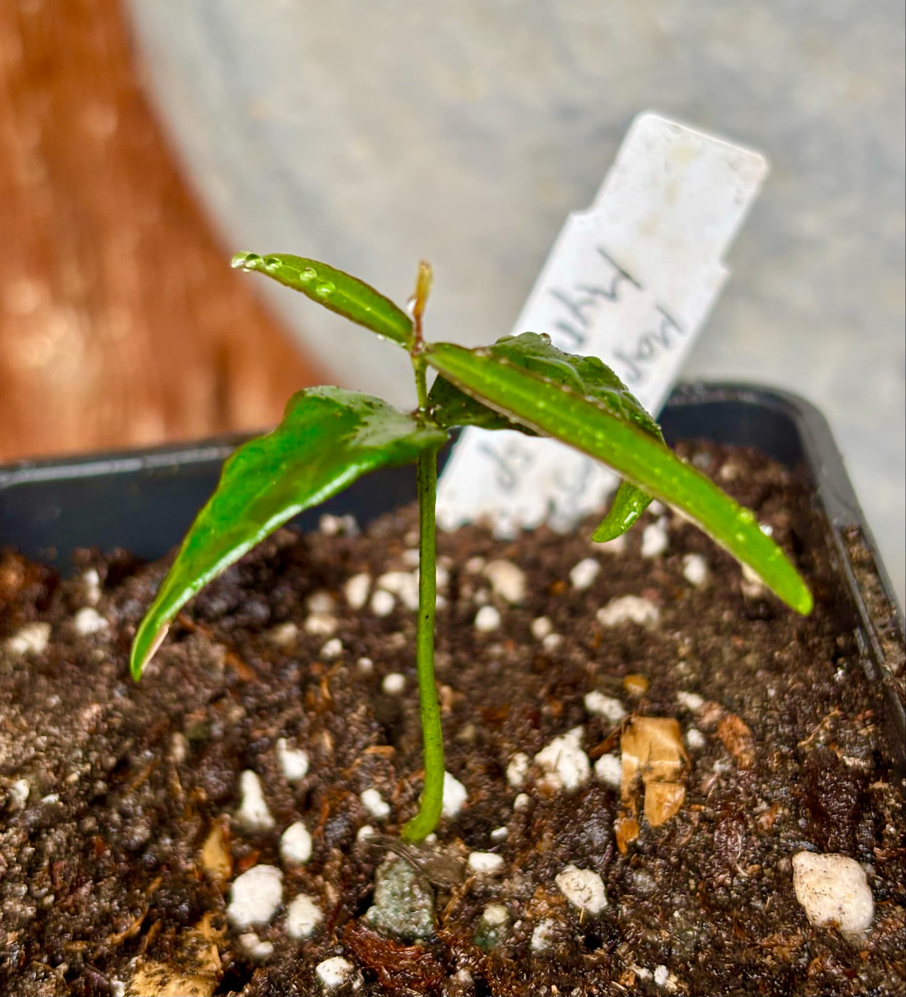 Mapirunga (Myrcia sp.) - 1 small potted seedling / 1 kleiner, getopfter Sämling Mapirunga (Myrcia sp.) - 1 small potted seedling / 1 kleiner, getopfter Sämling