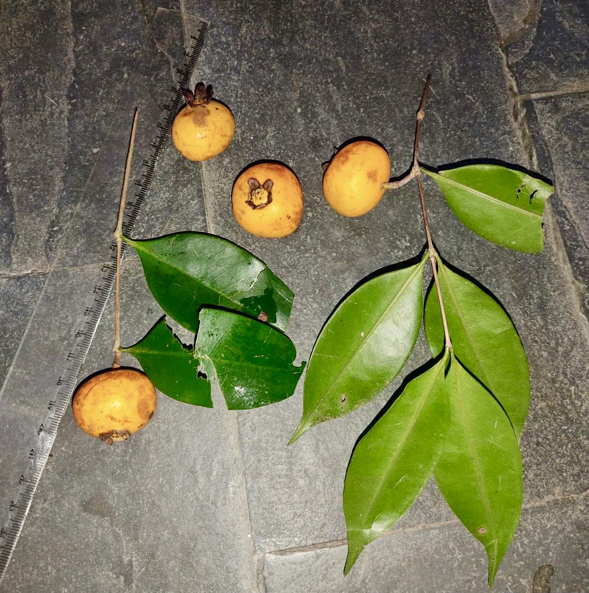 Mouriri sp doramela - 1 germinated seed / 1 gekeimter Samen