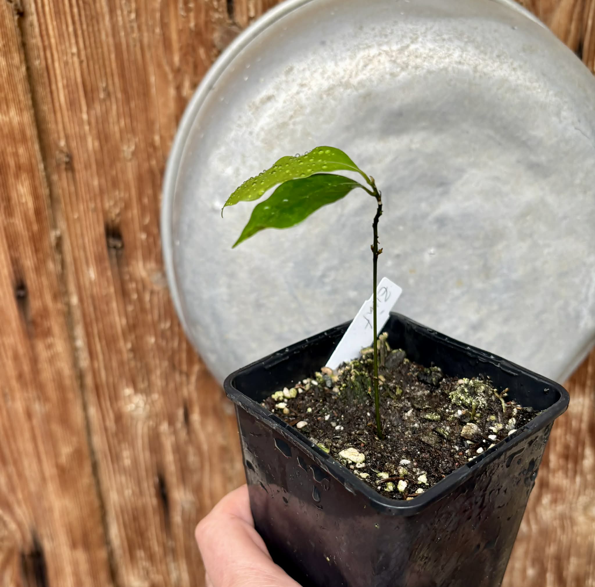 ZIMT - True Cinnamon (Cinnamomum verum) -  1 potted plant / 1 getopfte Pflanze