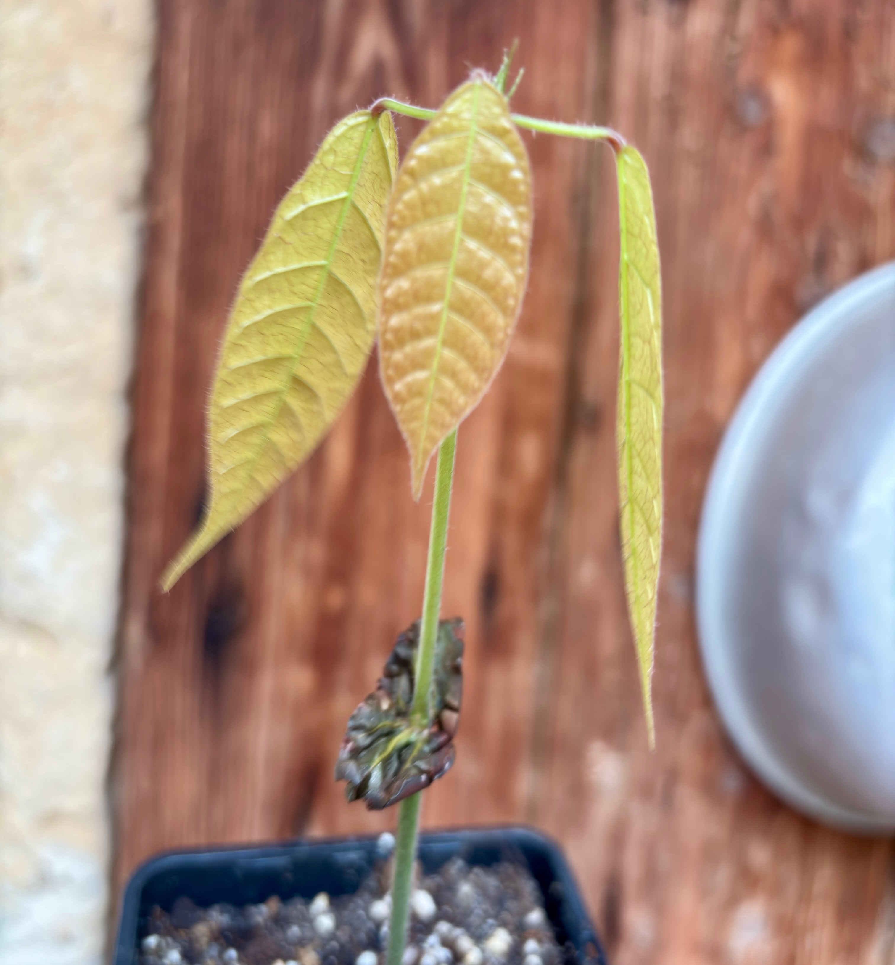 Cocoa - Kakao (Theobroma cacao) var. Trinitario - 1 potted seedling / 1 getopfter Sämling  