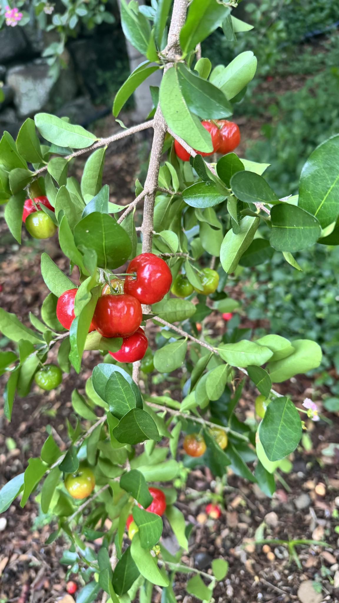 Acerola (Malpighia glabra) Nr. 2 - 1 potted rooted cutting / 1 getopfter, bewurzelter Steckling Acerola (Malpighia glabra) Nr. 2 - 1 potted rooted cutting / 1 getopfter, bewurzelter Steckling