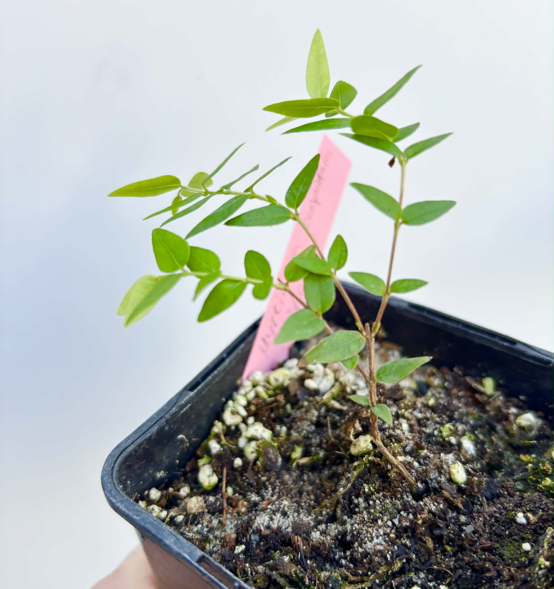 Myrciaria cuspidata YELLOW - 1 potted plant / 1 getopfte Pflanze
