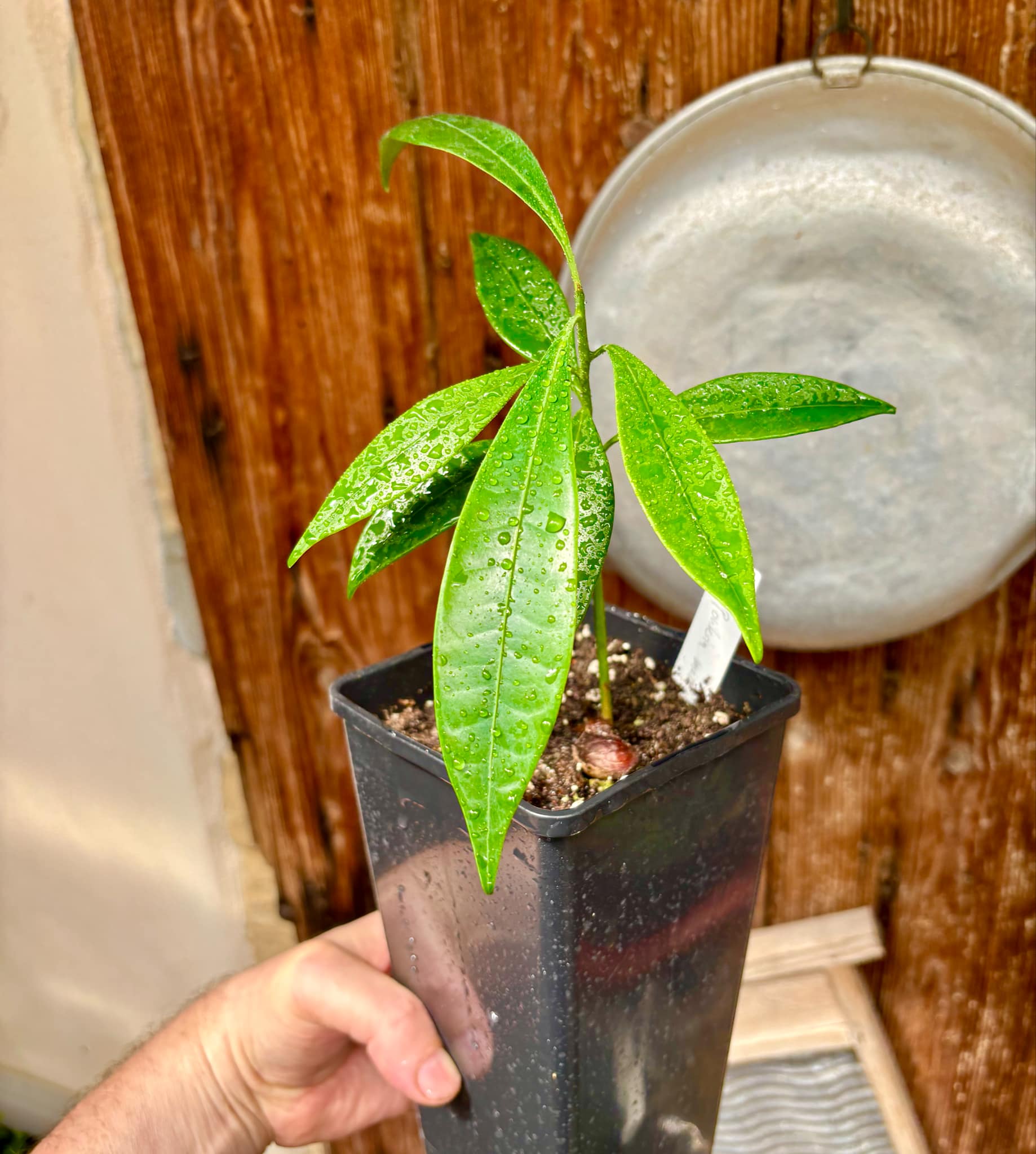Pouteria macahensis - 1 potted seedling / 1 getopfter Sämling