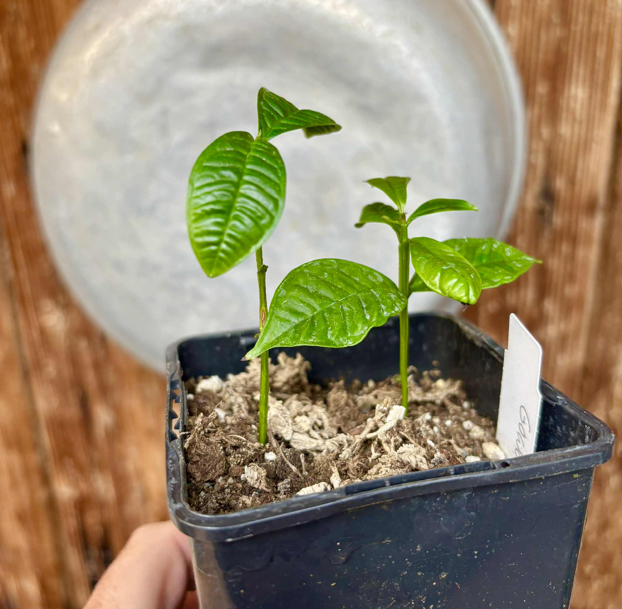 2 in 1 pot - Gowok (Syzygium polycephalum) - 1 small potted seedling / 1 kleiner, getopfter Sämling