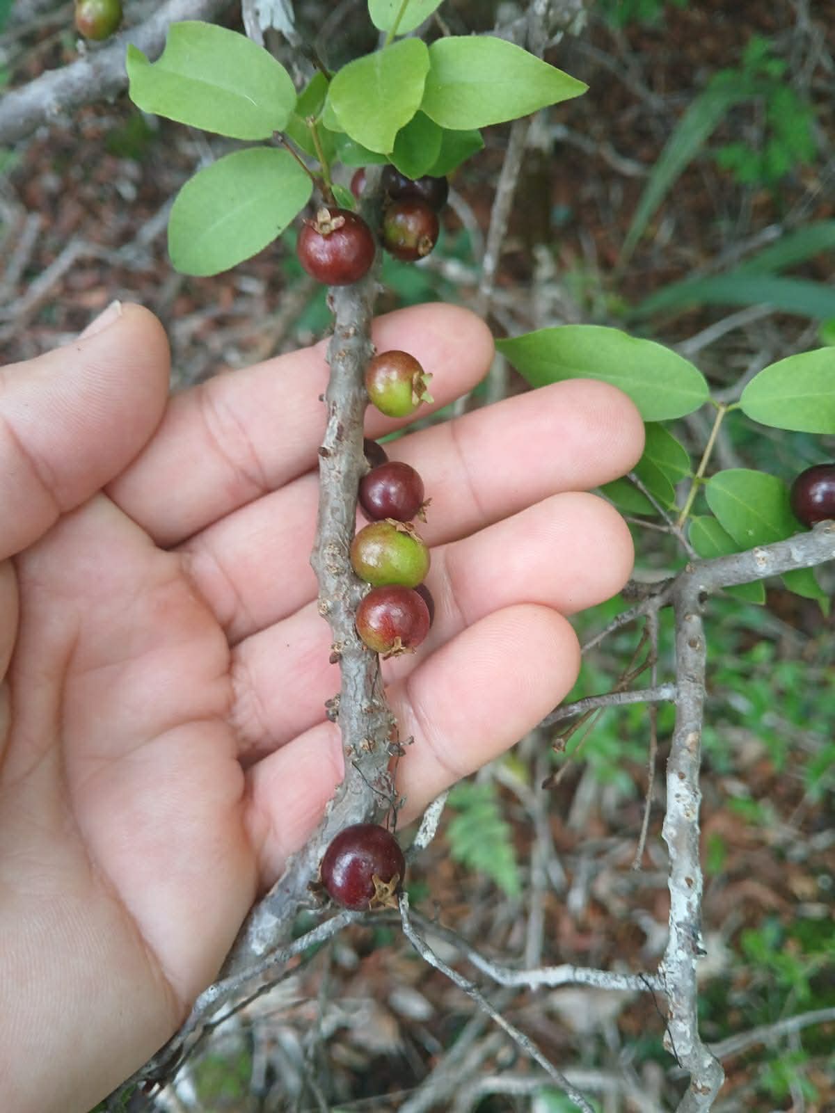 Pre Order - Jaboticaba de Rama (Guapurium sp de Rama) -  1 fresh seed / 1 frischer Samen