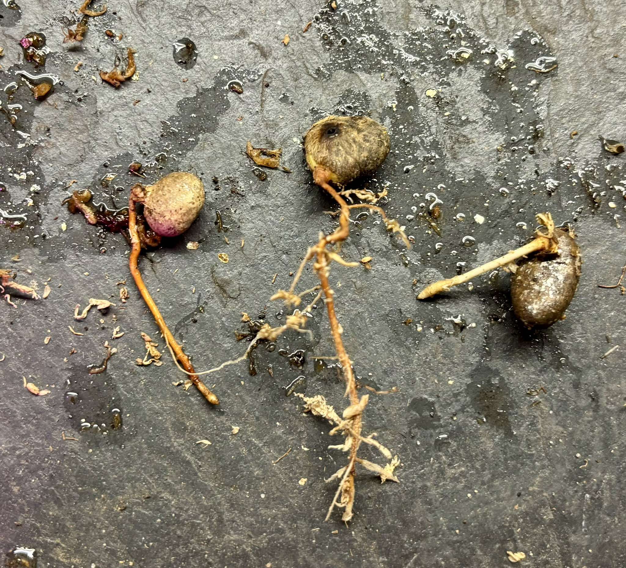 last 3 seeds - Eugenia uniflora var. Pitangao  - 1 germinated seed / 1 gekeimter Samen