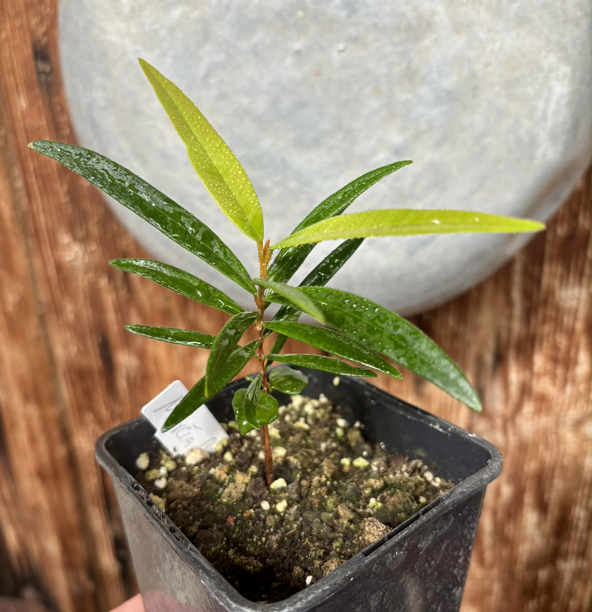 Myrcia luschnathiana -  1 potted seedling / 1 getopfter Sämling