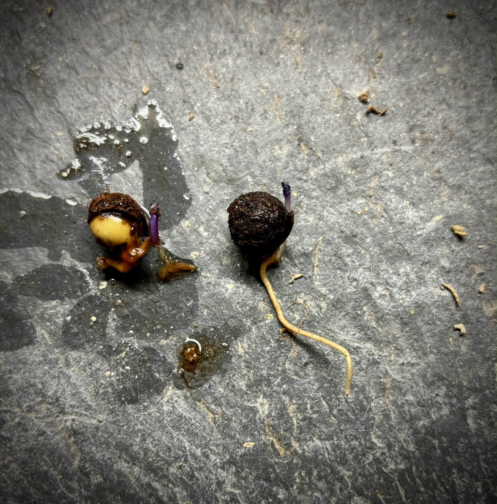 Tovomita fructipendula - 1 germinated seed / 1 gekeimter Samen