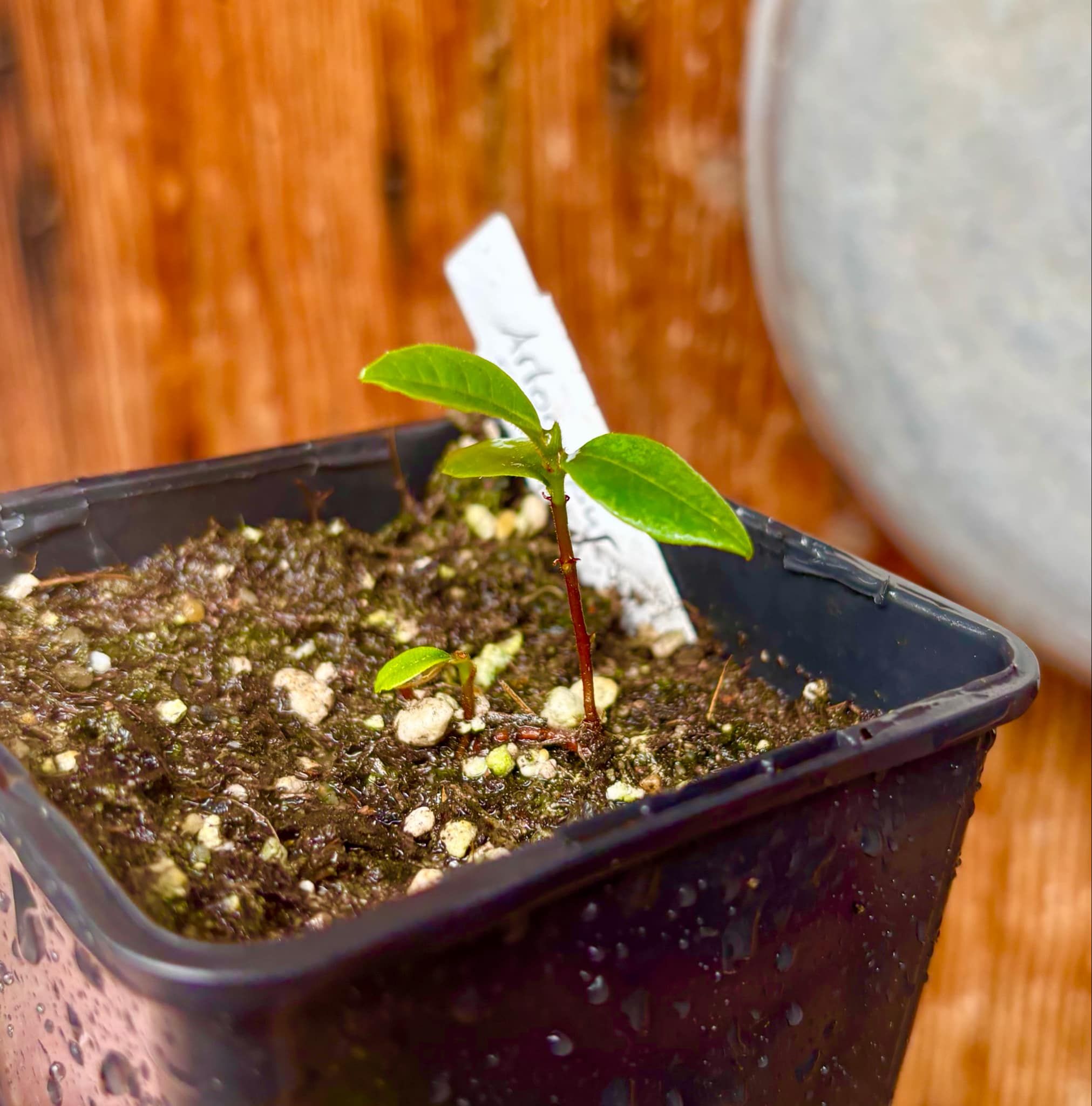 only one available - Artocarpus dadah - 1 small potted seedling / 1 kleiner, getopfter Sämling only one available - Artocarpus dadah - 1 small potted seedling / 1 kleiner, getopfter Sämling