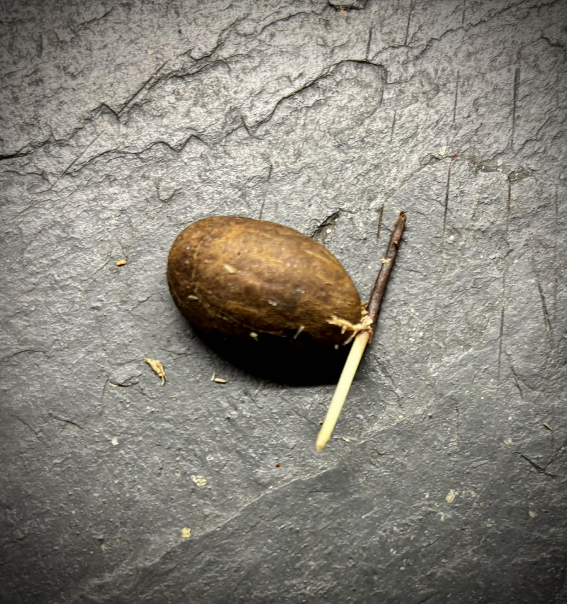 Garcinia sp Pendula - 1 germinated seed / 1 gekeimter Samen