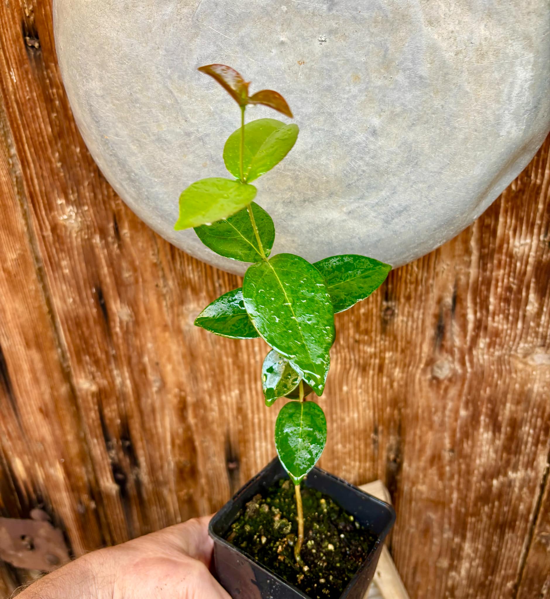 Eugenia pitanga - 1 potted plant / 1 getopfte Pflanze