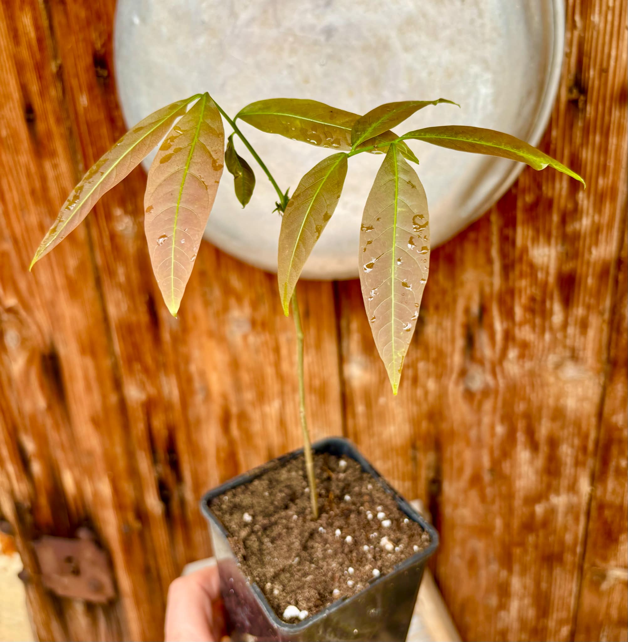 Talisia esculenta - Pitomba do Nordeste - 1 potted plant / 1 getopfte Pflanze