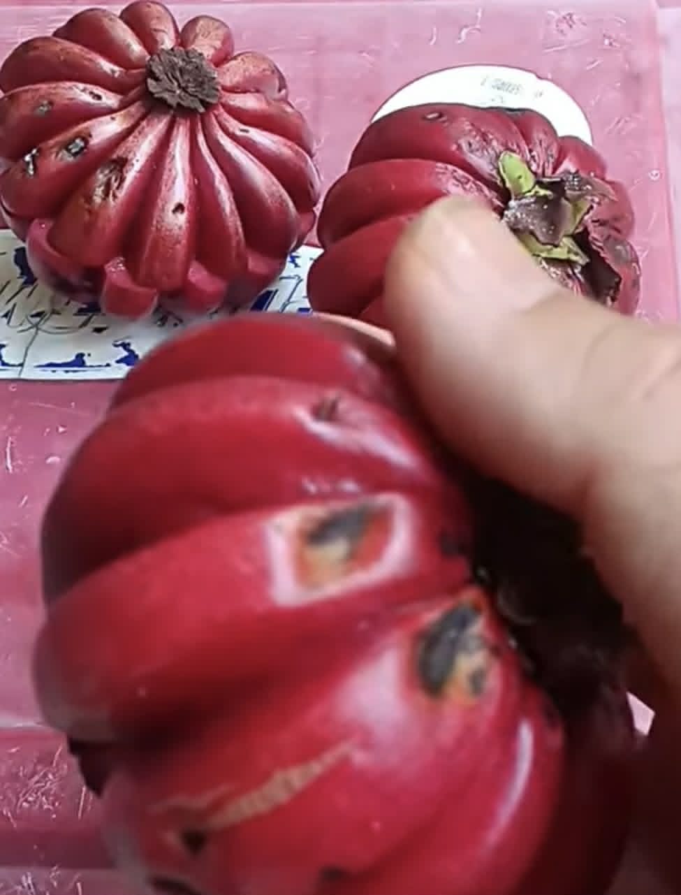 Som Khaek Daeng (Garcinia atroviridis var ruby) - 1 fresh seed / 1 frischer Samen