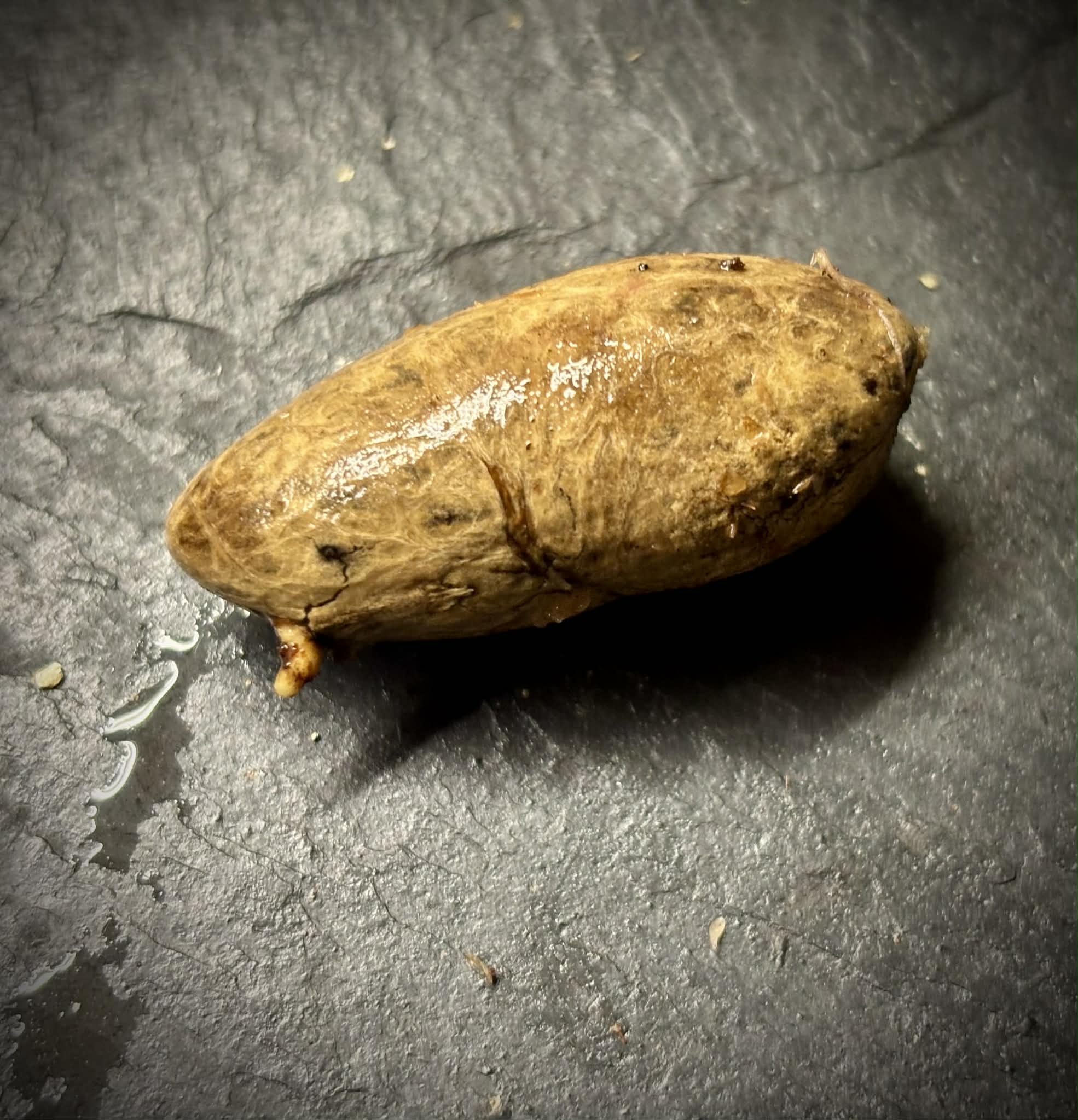 Eugenia sp Bananinha - 1 germinated seed / 1 gekeimter Samen