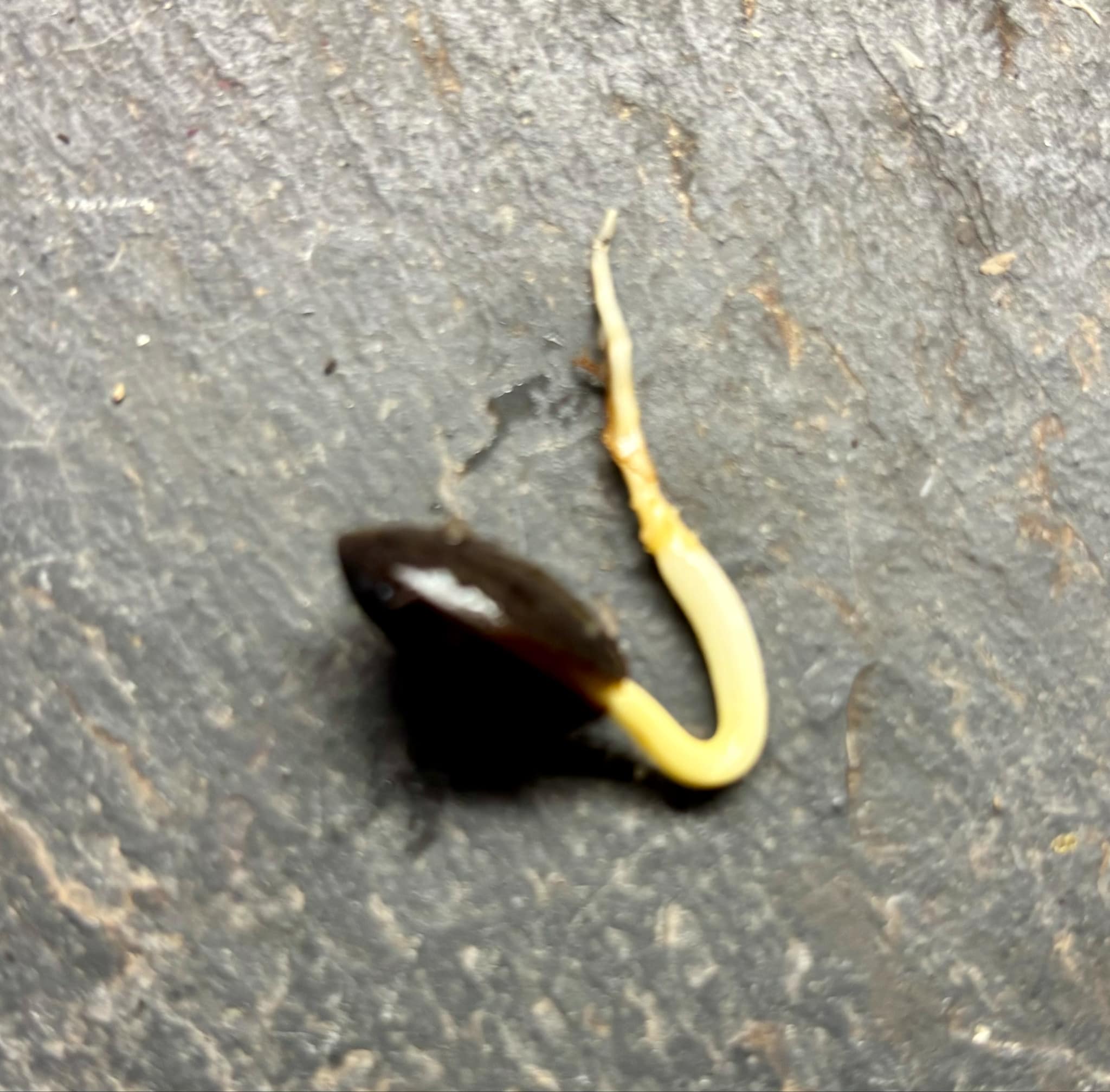 Manilkara maxima - 1 germinated seed / 1 gekeimter Samen