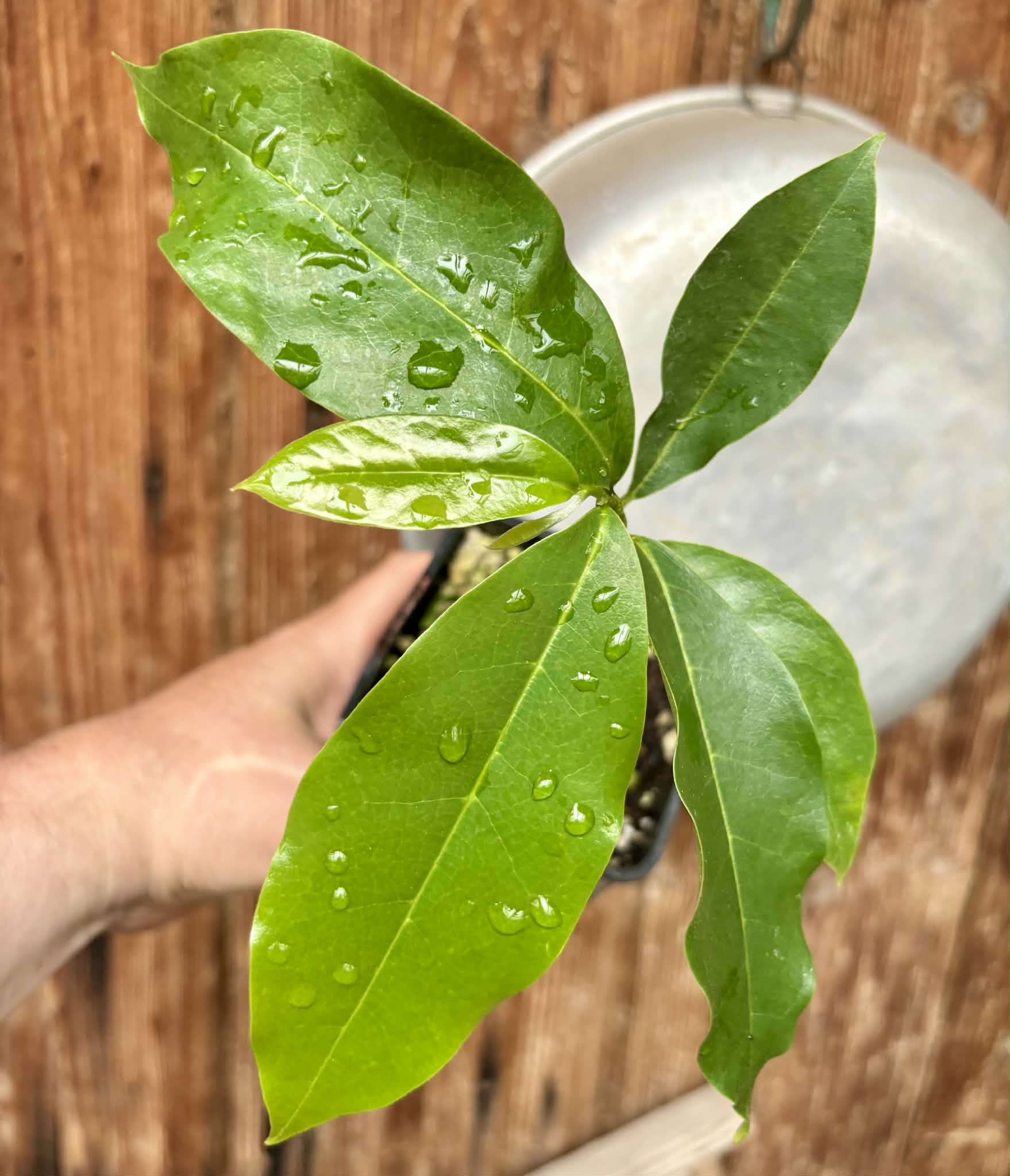 Annona muricata - Soursop / Stachelannone - 1 potted seedling / 1 getopfter Sämling