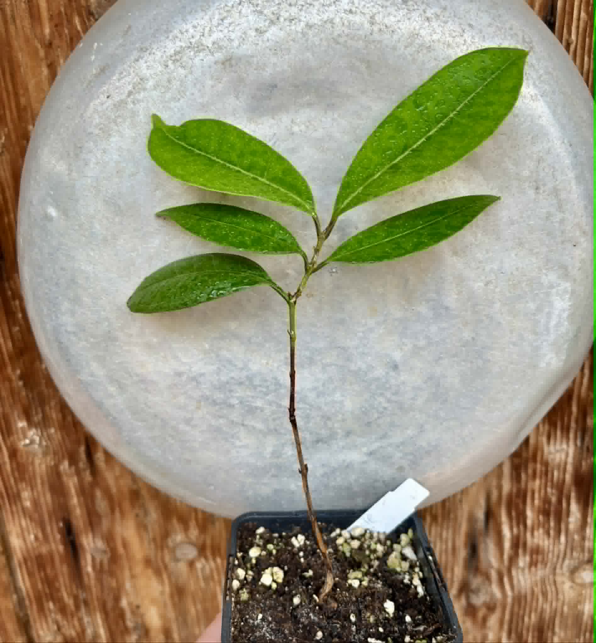 Eugenia sp Abacate -  1 potted seedling / 1 getopfter Sämling