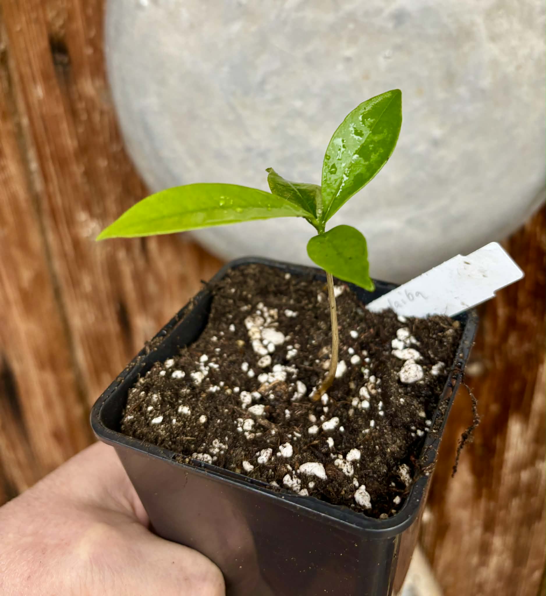 Duguetia lanceolata - Pindaiba - 1 potted seedling / 1 getopfter Sämling