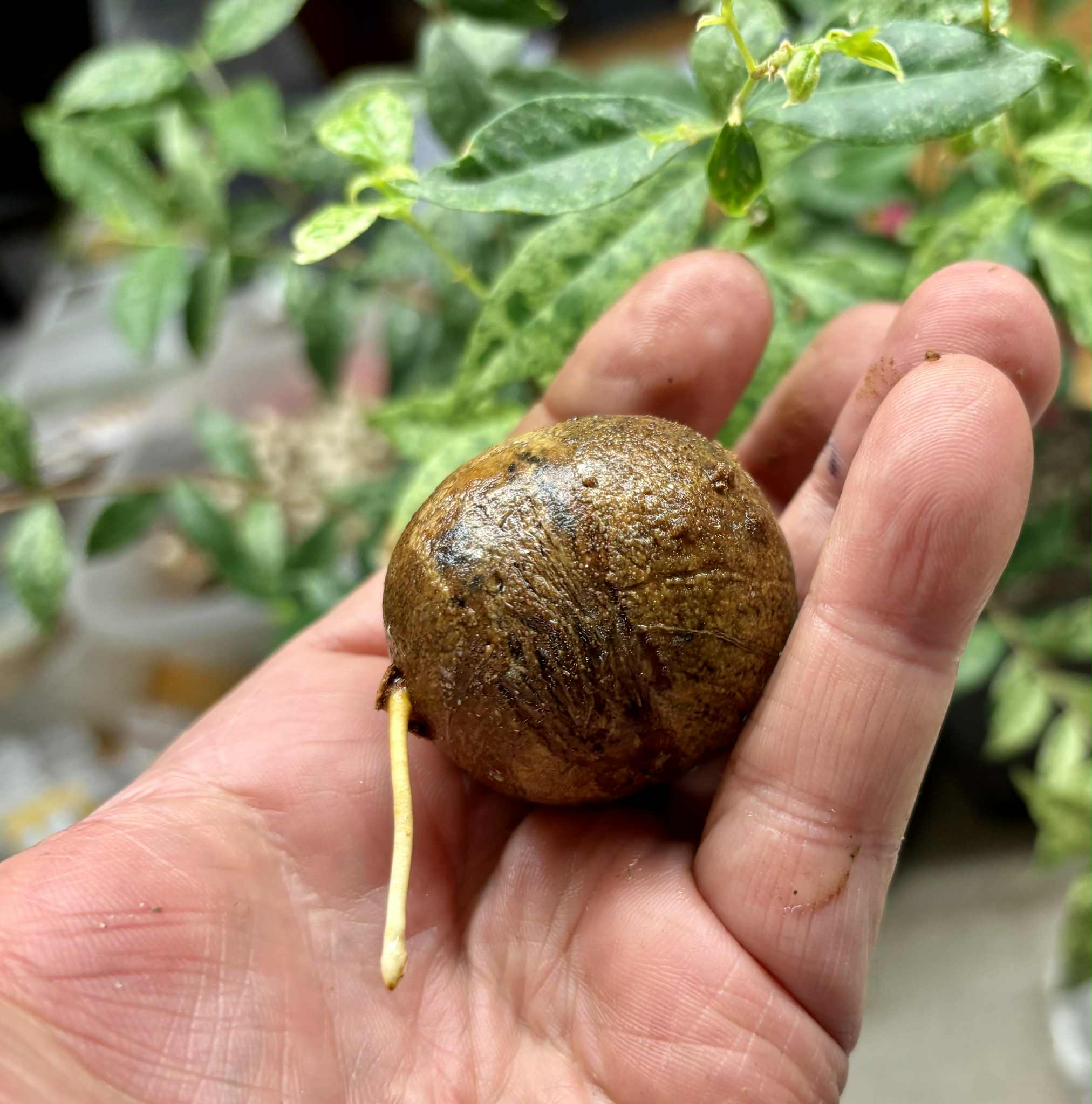 Eugenia sp Laranja Camamu - 1 germinated seed / 1 gekeimter Samen