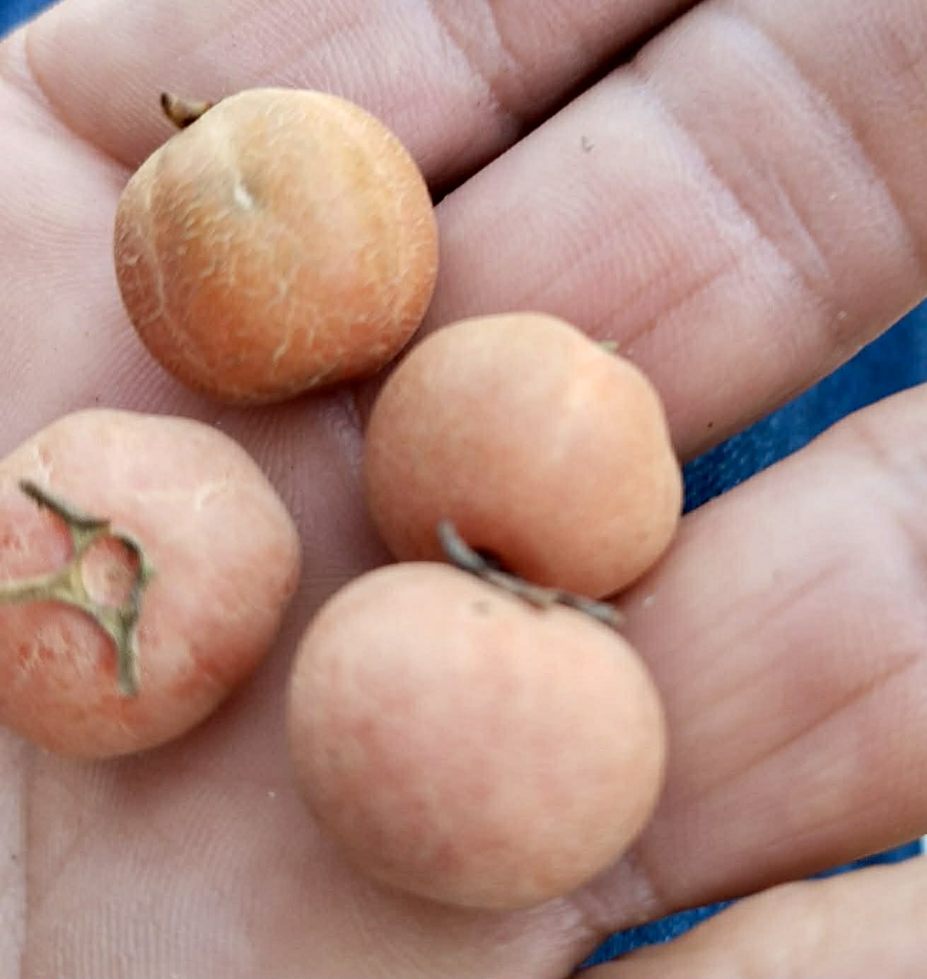 Pre Order - Eugenia sp Pitanguinha Orange - 1 fresh seed / 1 frischer Samen