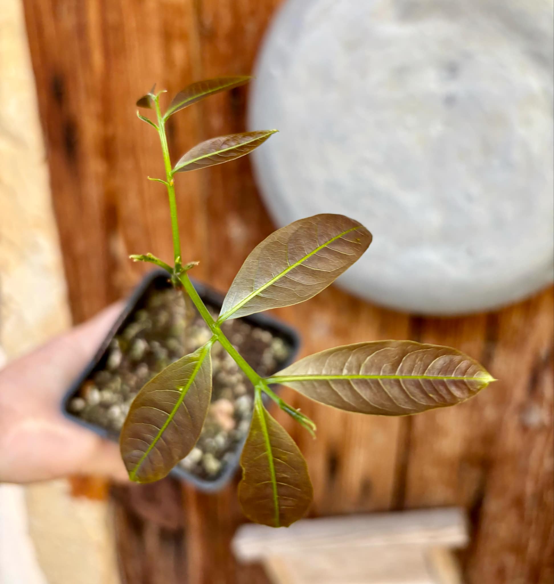 Talisia esculenta - Pitomba do Nordeste - 1 potted plant / 1 getopfte Pflanze