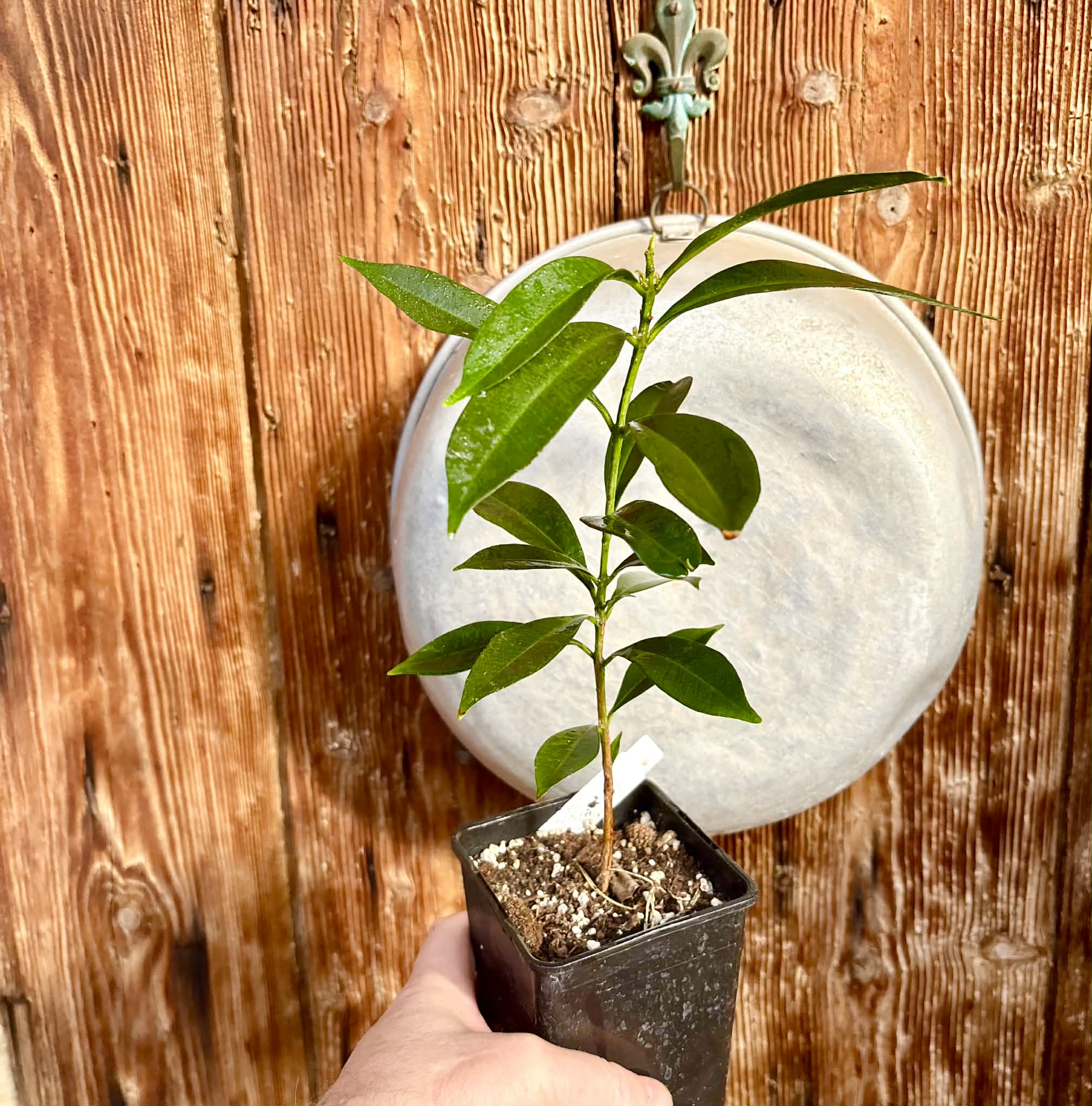 Syzygium cumini - 1 potted plant / 1 getopfte Pflanze