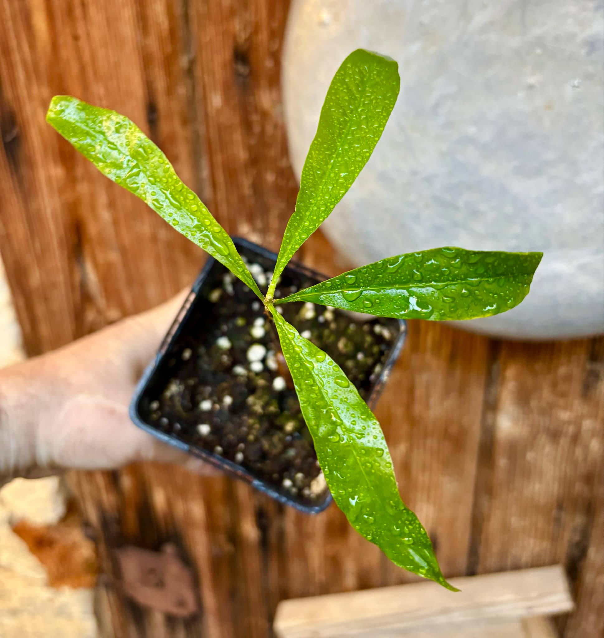 Pouteria sp Ajara - 1 potted plant / 1 getopfte Pflanze