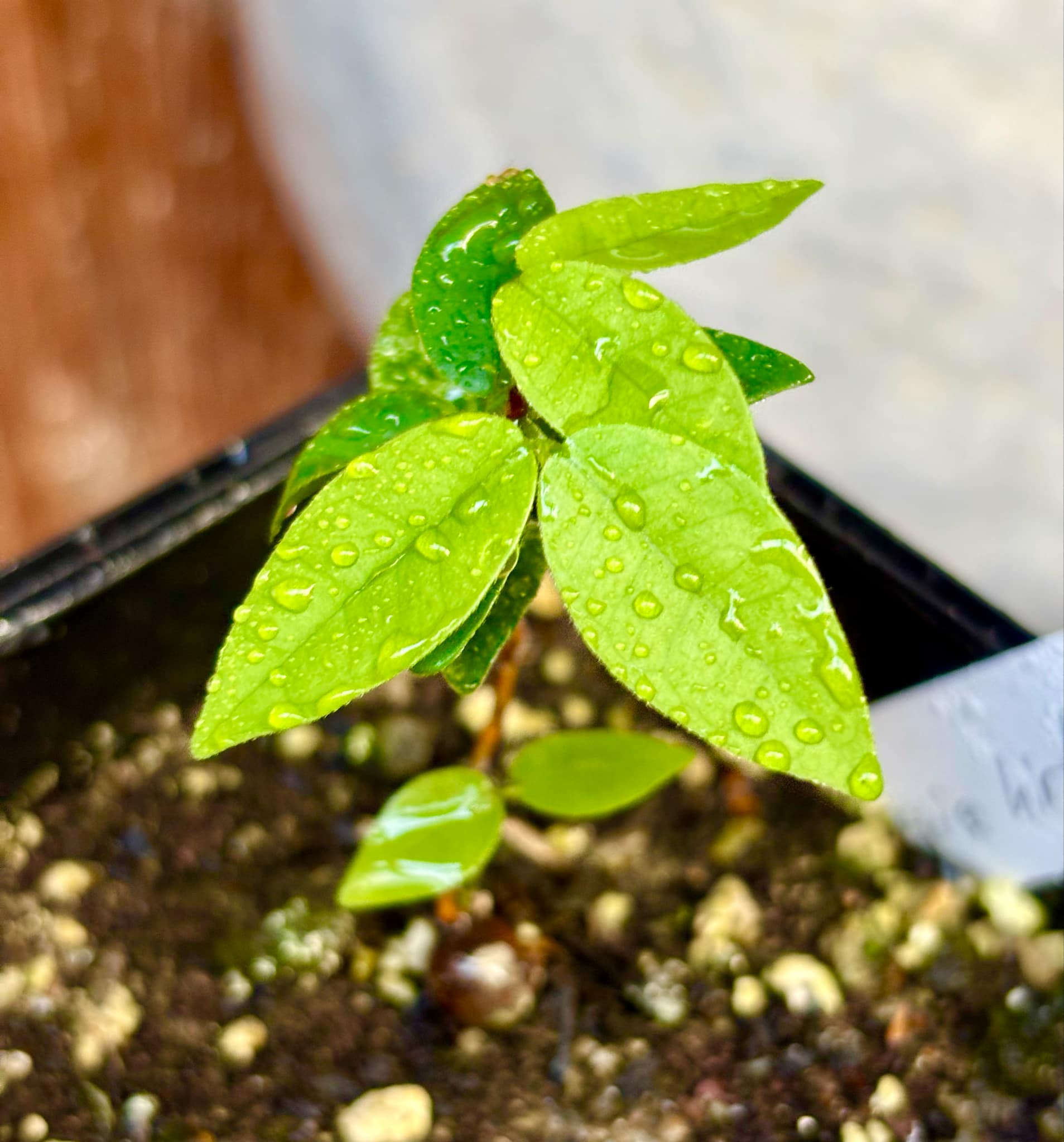 Eugenia hirta - 1 potted seedling/ 1 getopfter Sämling Eugenia hirta - 1 potted seedling/ 1 getopfter Sämling