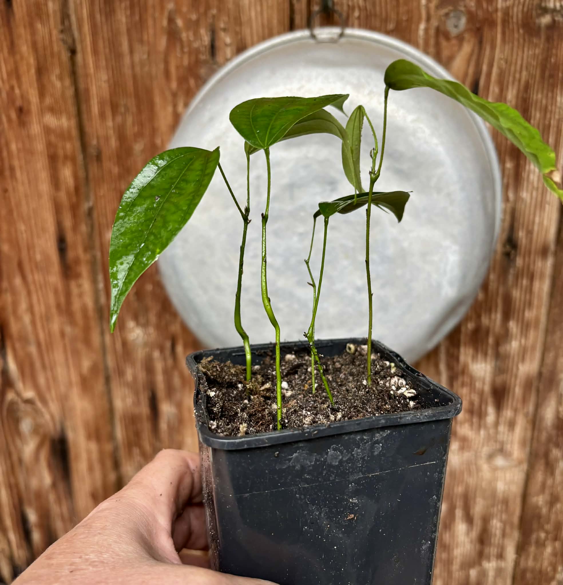 4 seedlings in 1 pot - Pitombinha da Amazonia (Abuta grandifolia) - 1 potted seedling / 1 getopfter Sämling Kopie