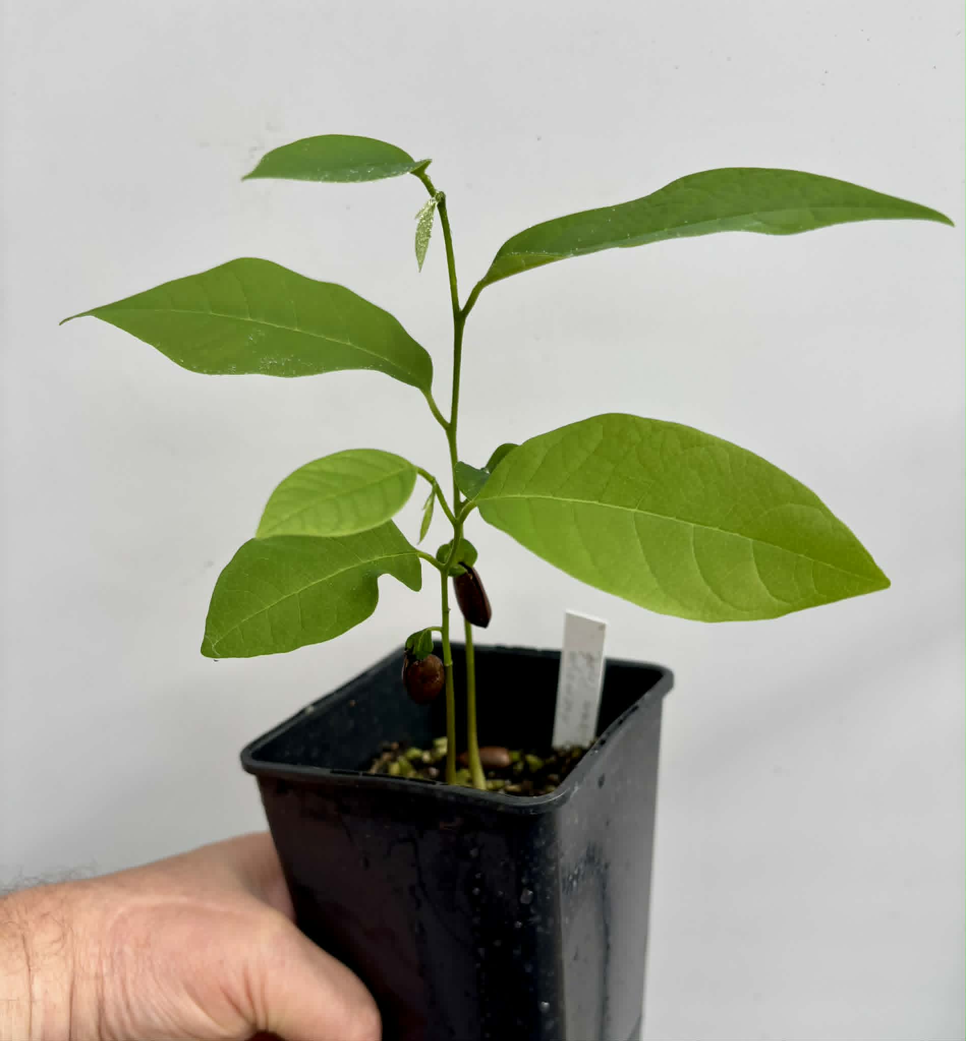 2 in 1 pot - Atemoya African Pride - 2 seedlings in one pot / 2 Sämlinge in einem Topf