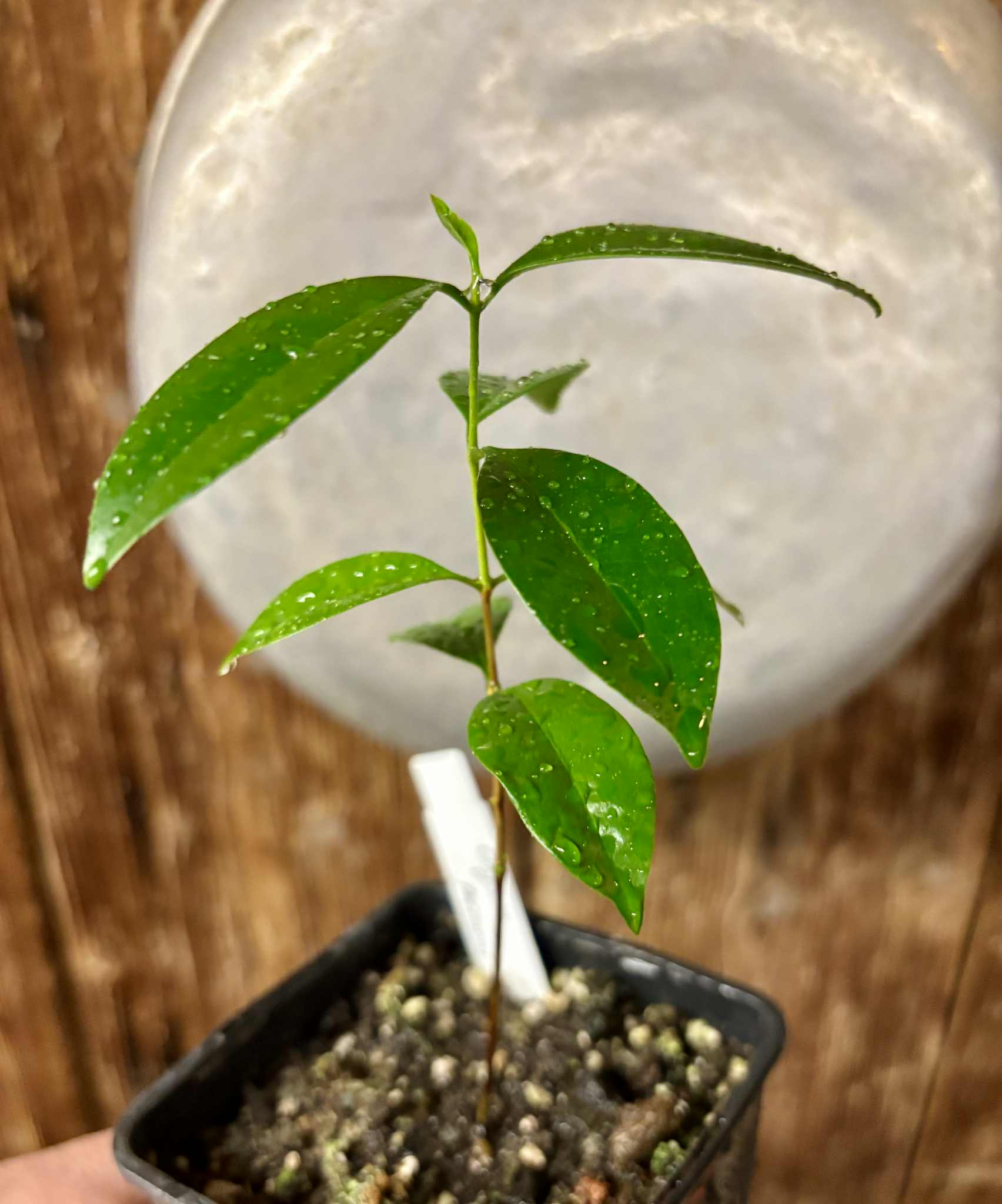 Eugenia zuccarini - 1 small potted seedling / 1 kleiner, getopfter Sämling