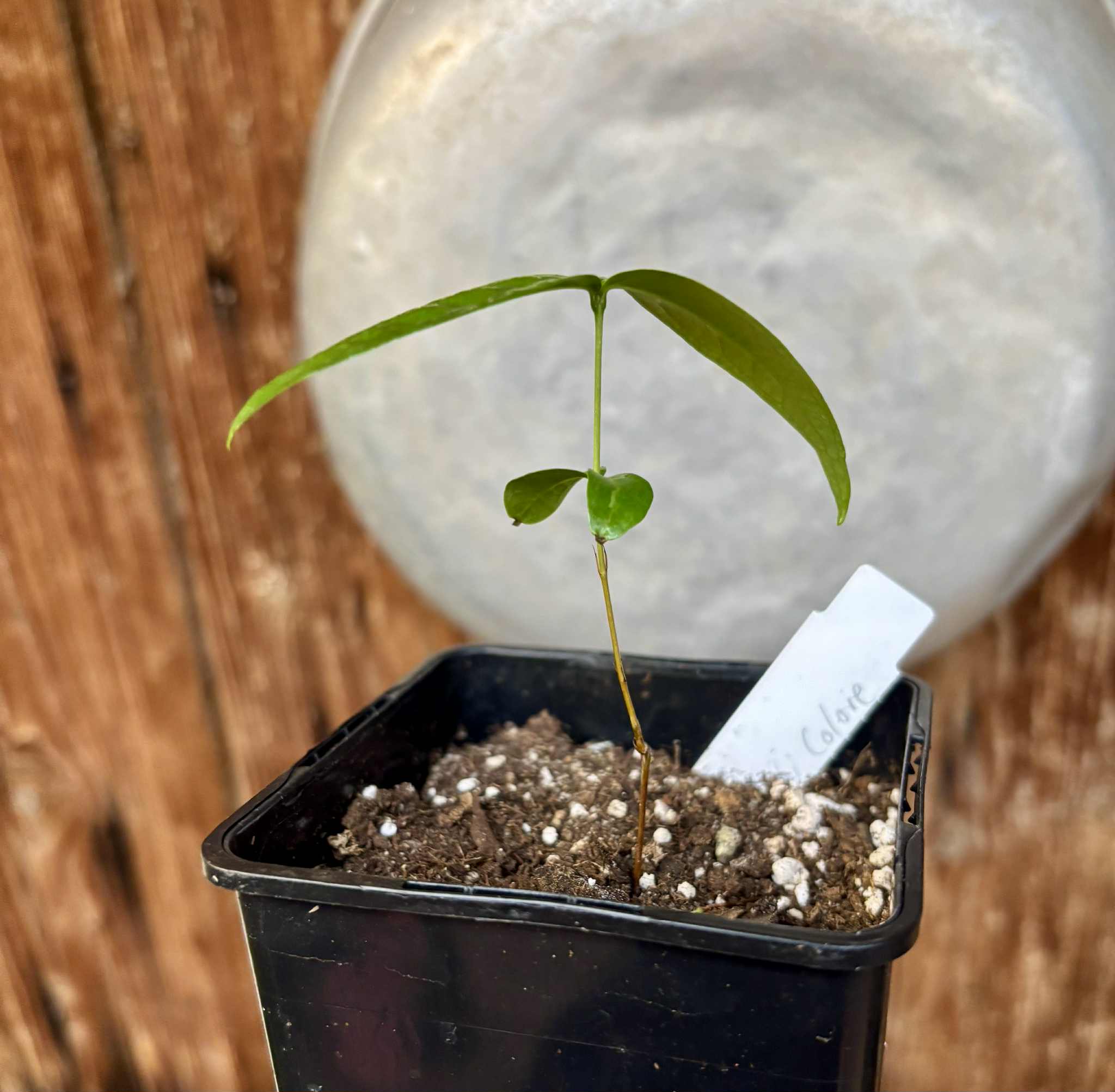 Eugenia uniflora var. Tutti Colore  - 1 small potted seedling / 1 kleiner, getopfter Sämling