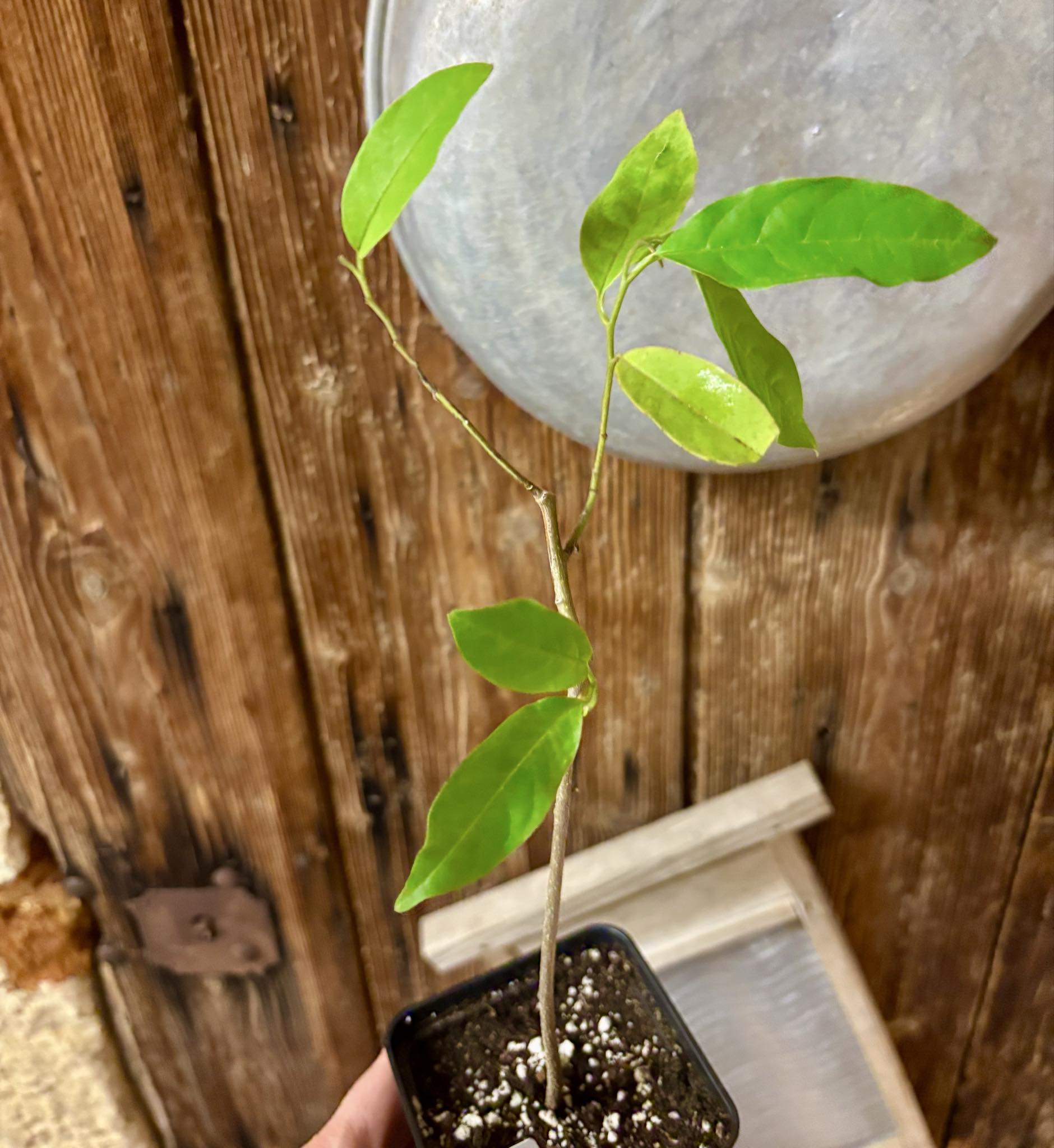 Annona sp. floresta amazônica  - 1 potted plant / 1 getopfte Pflanze