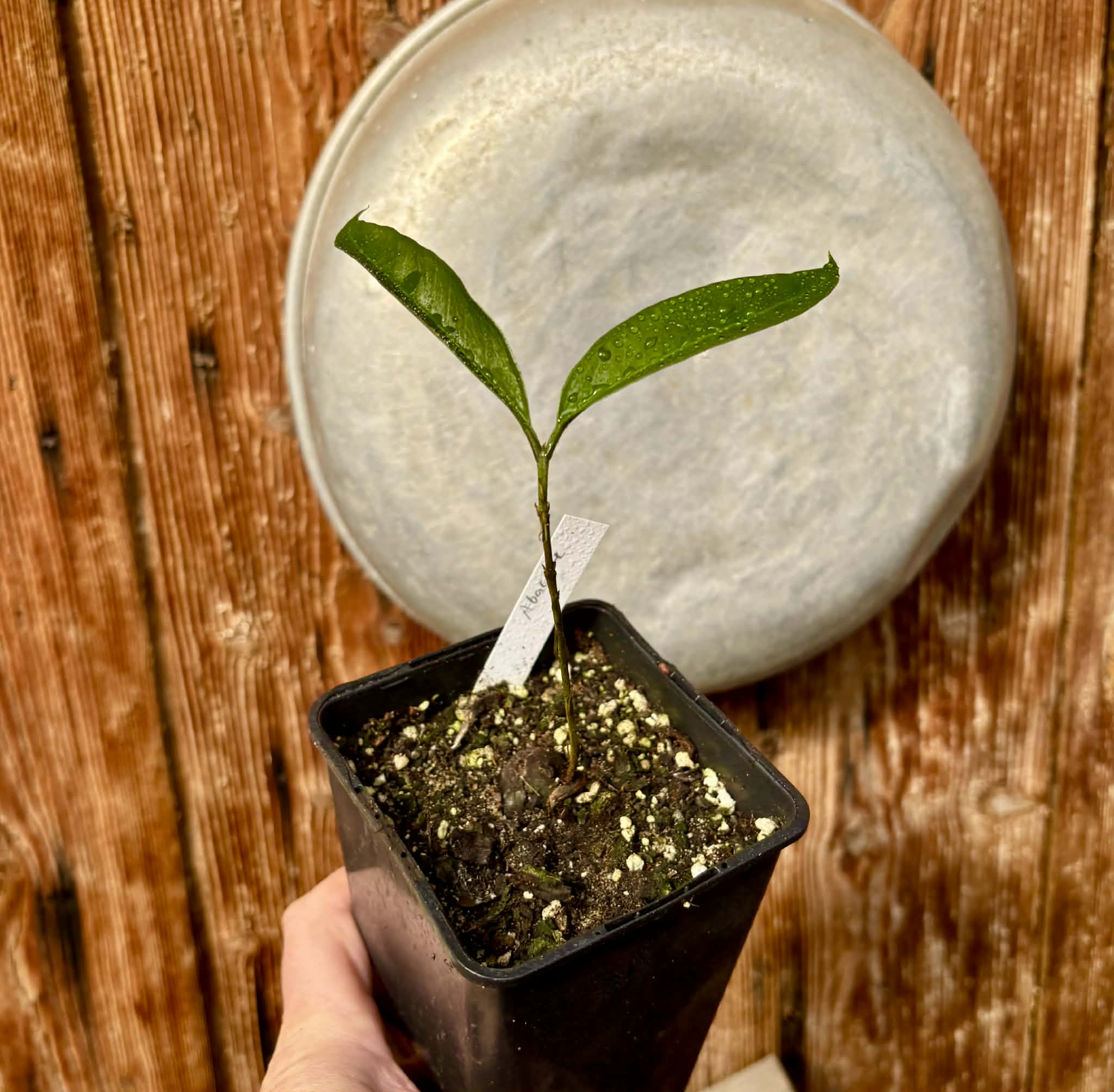 Eugenia sp Abacate -  1 potted seedling / 1 getopfter Sämling